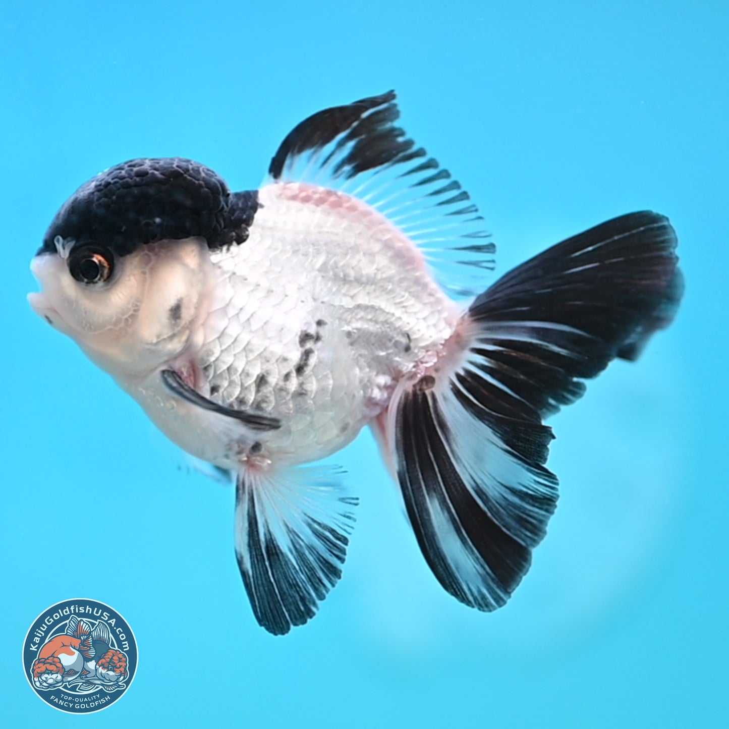 Black Cap Panda Oranda 2.5 inches Body (250131_OR29)