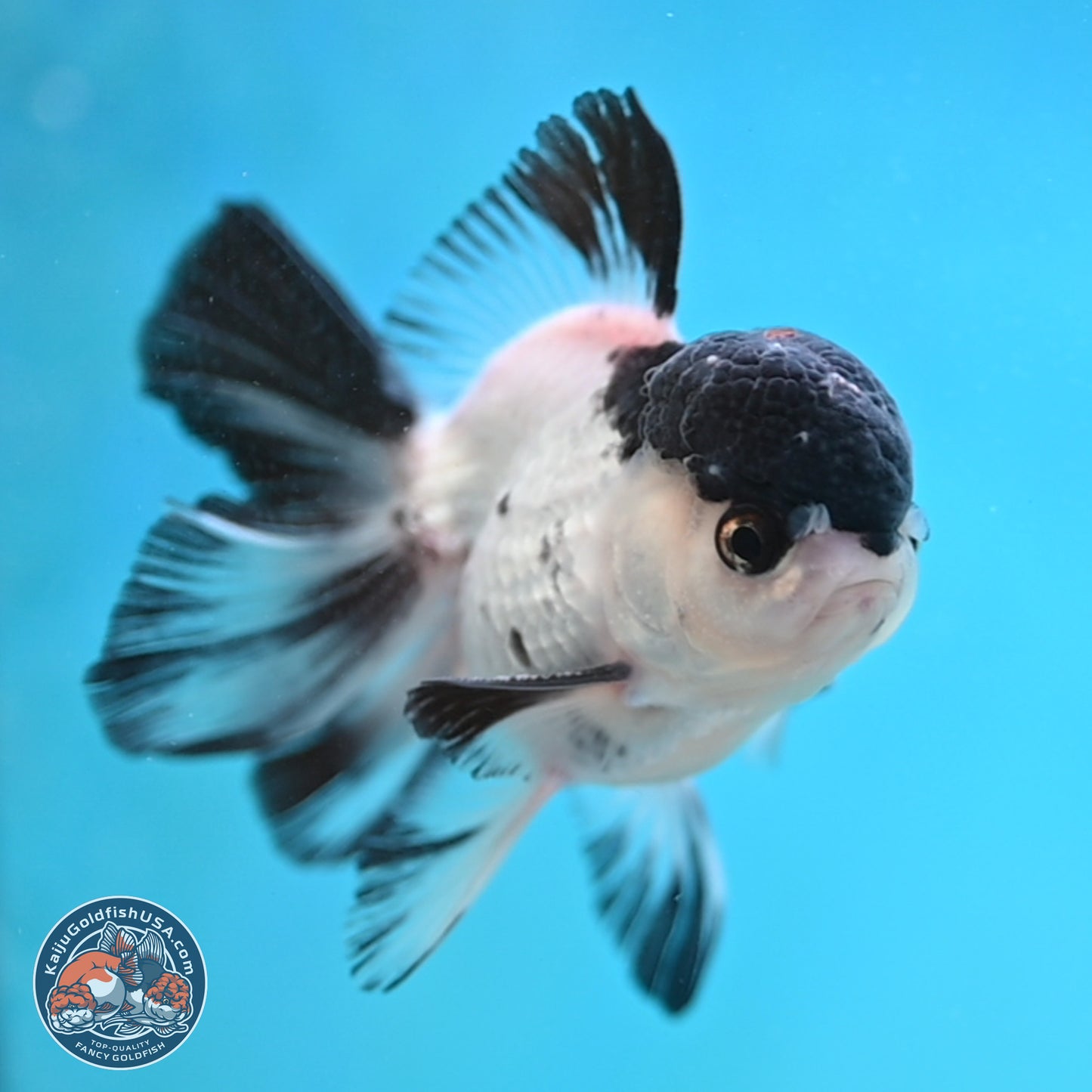 Black Cap Panda Oranda 2.5 inches Body (250131_OR29)