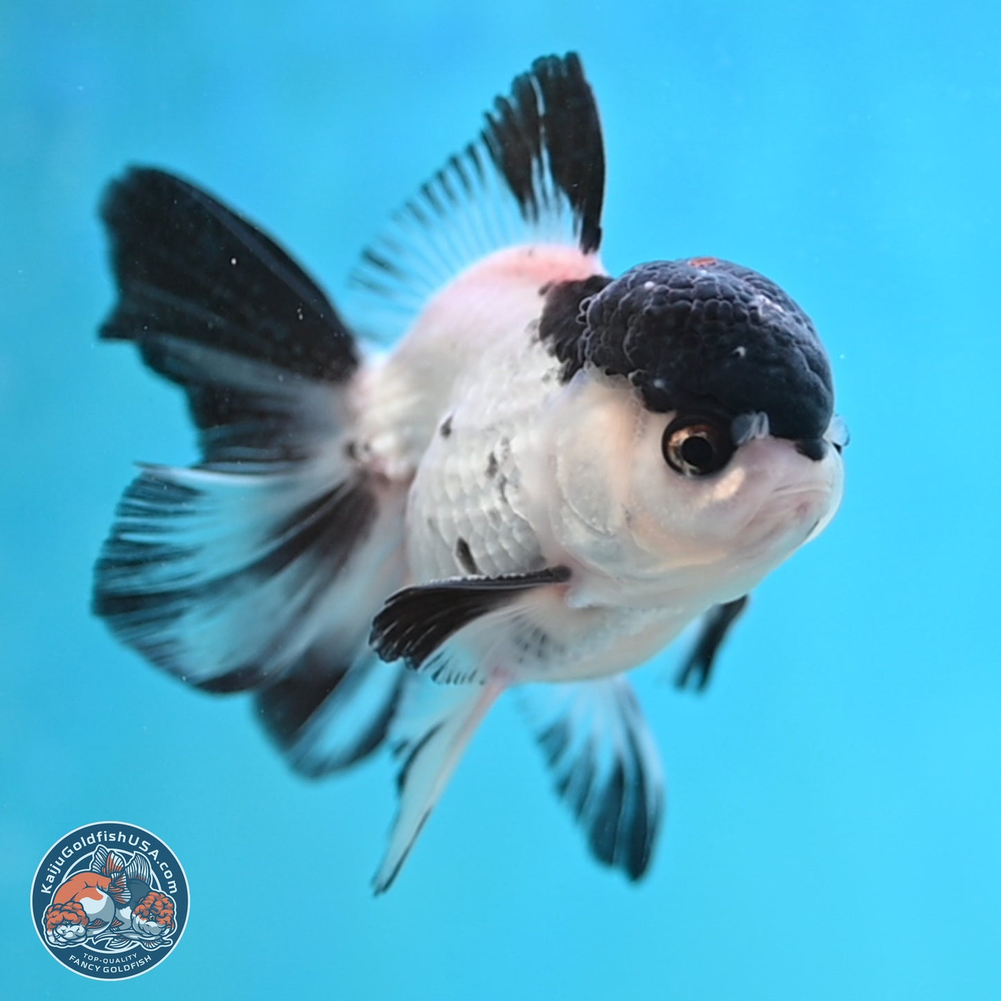 Black Cap Panda Oranda 2.5 inches Body (250131_OR29)