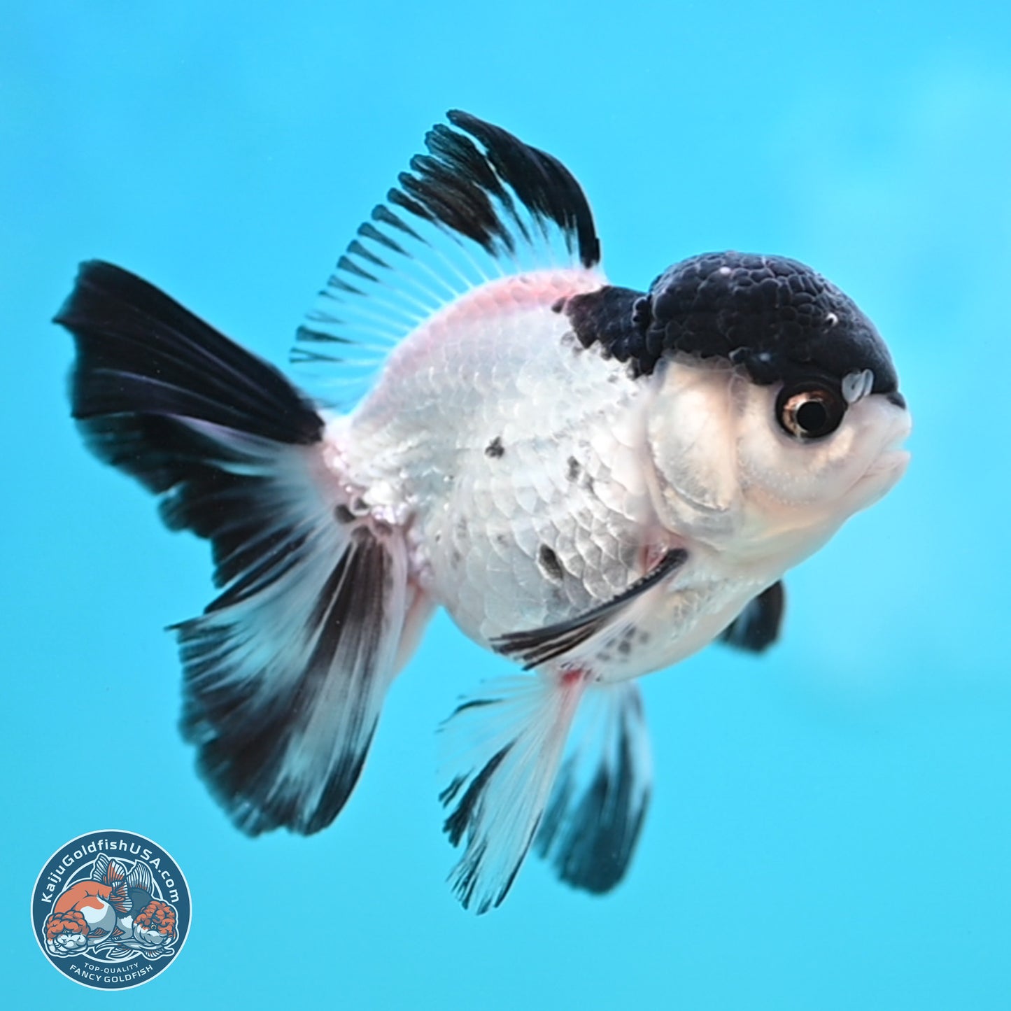 Black Cap Panda Oranda 2.5 inches Body (250131_OR29)