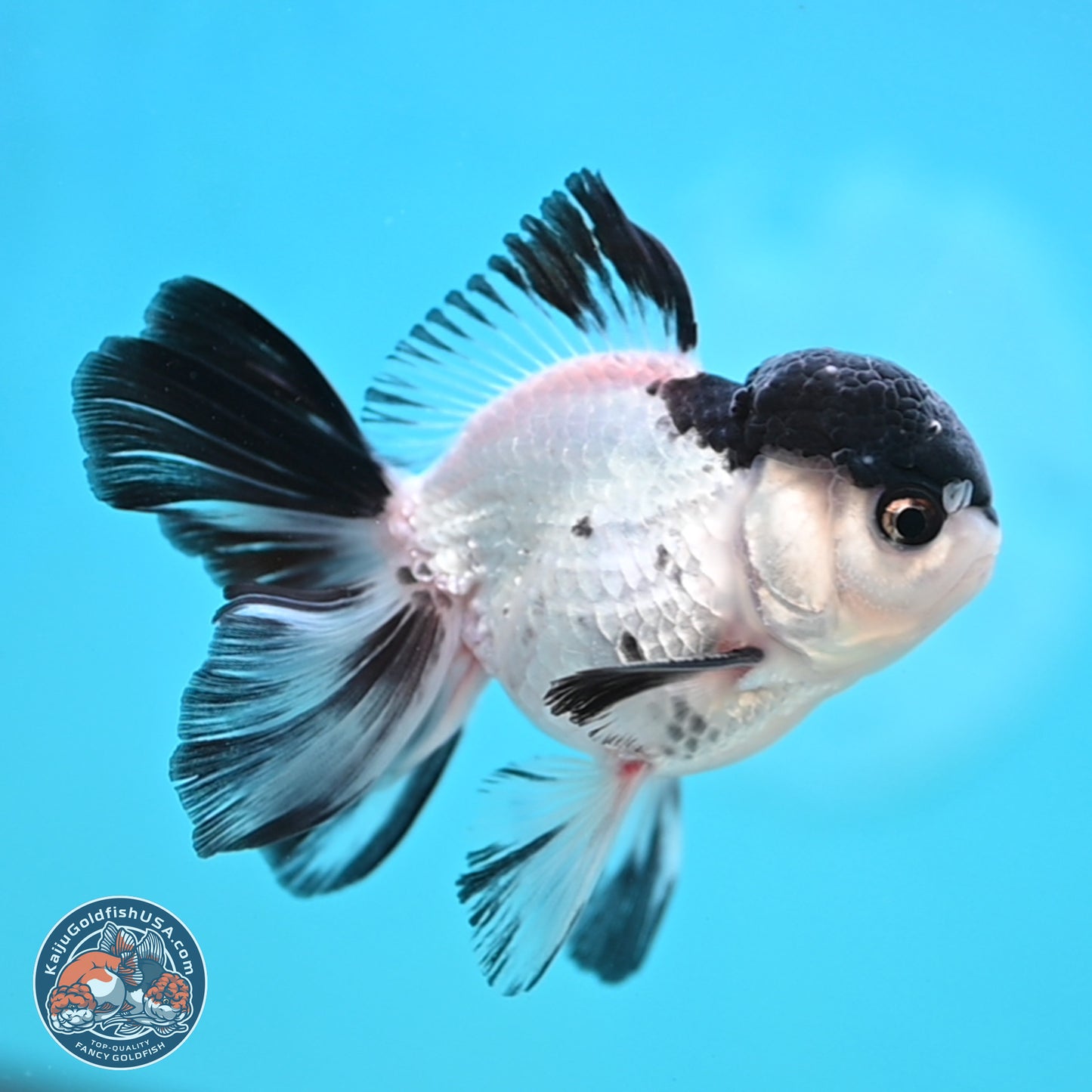 Black Cap Panda Oranda 2.5 inches Body (250131_OR29)