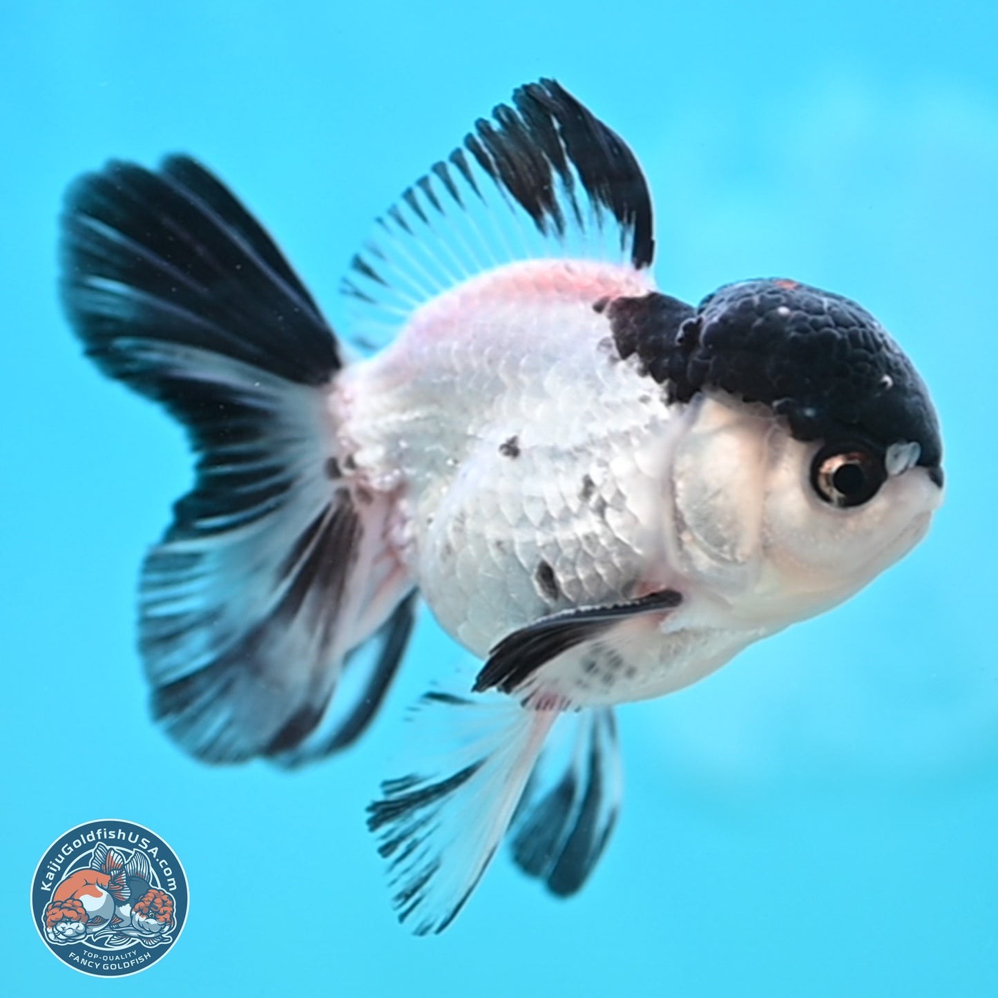 Black Cap Panda Oranda 2.5 inches Body (250131_OR29)