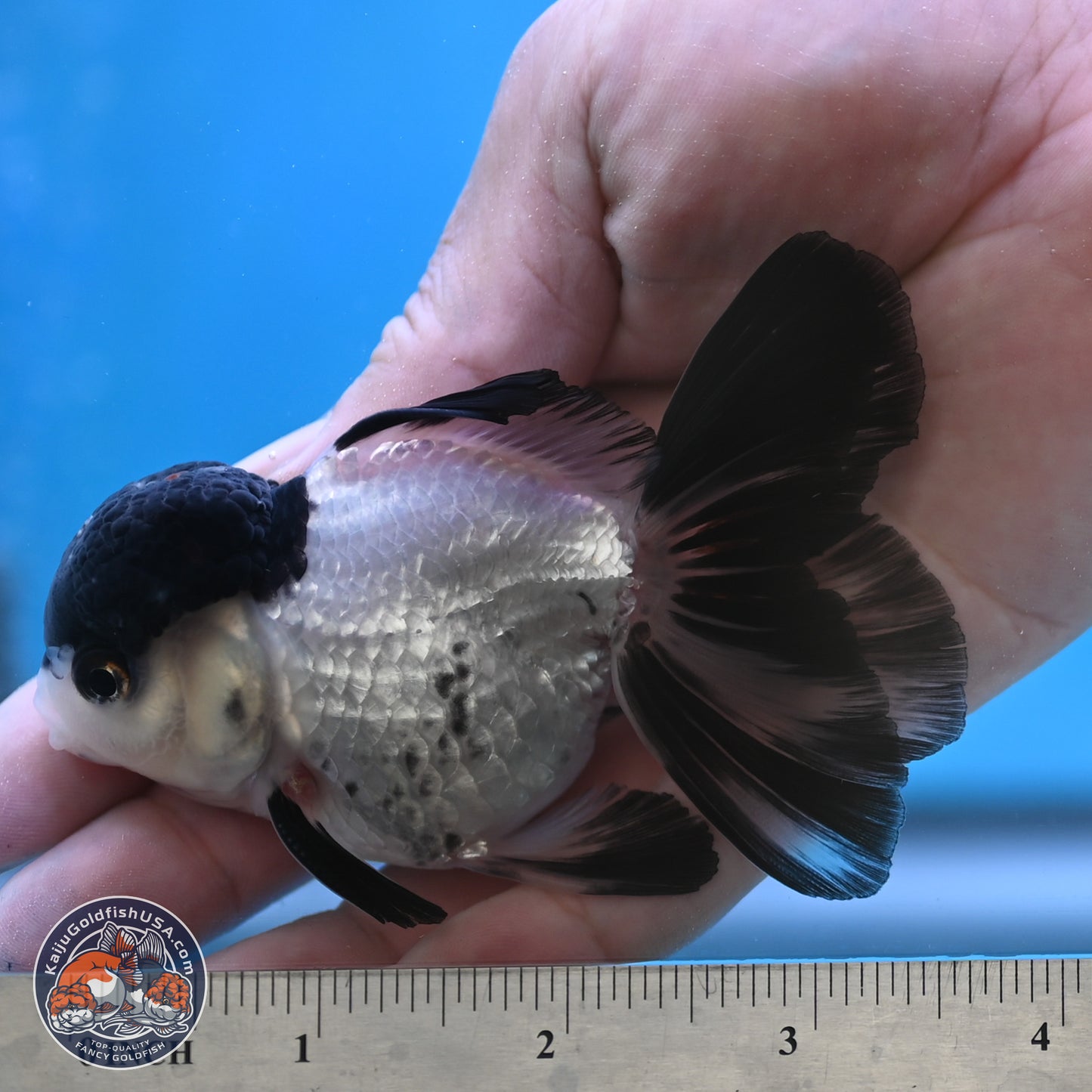 Black Cap Panda Oranda 2.5 inches Body (250131_OR29)