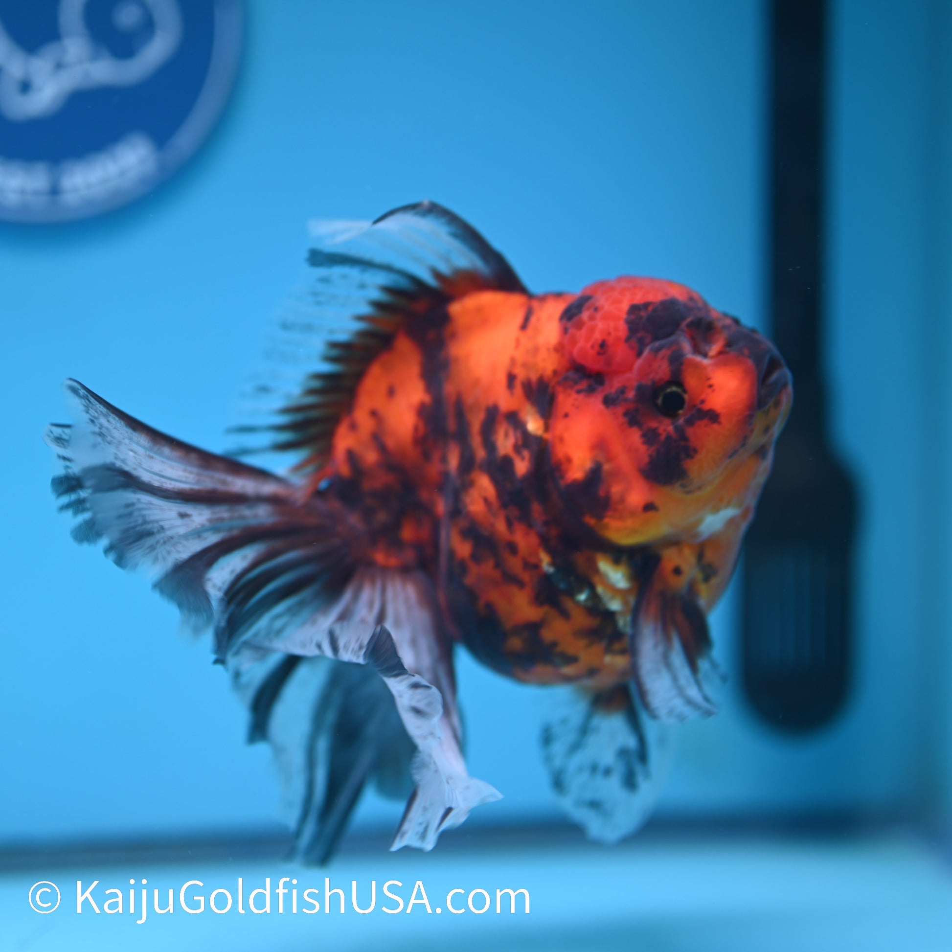 Tiger Rose Tail Oranda 5.5 inches(240426_OR2) - Kaiju Goldfish USA