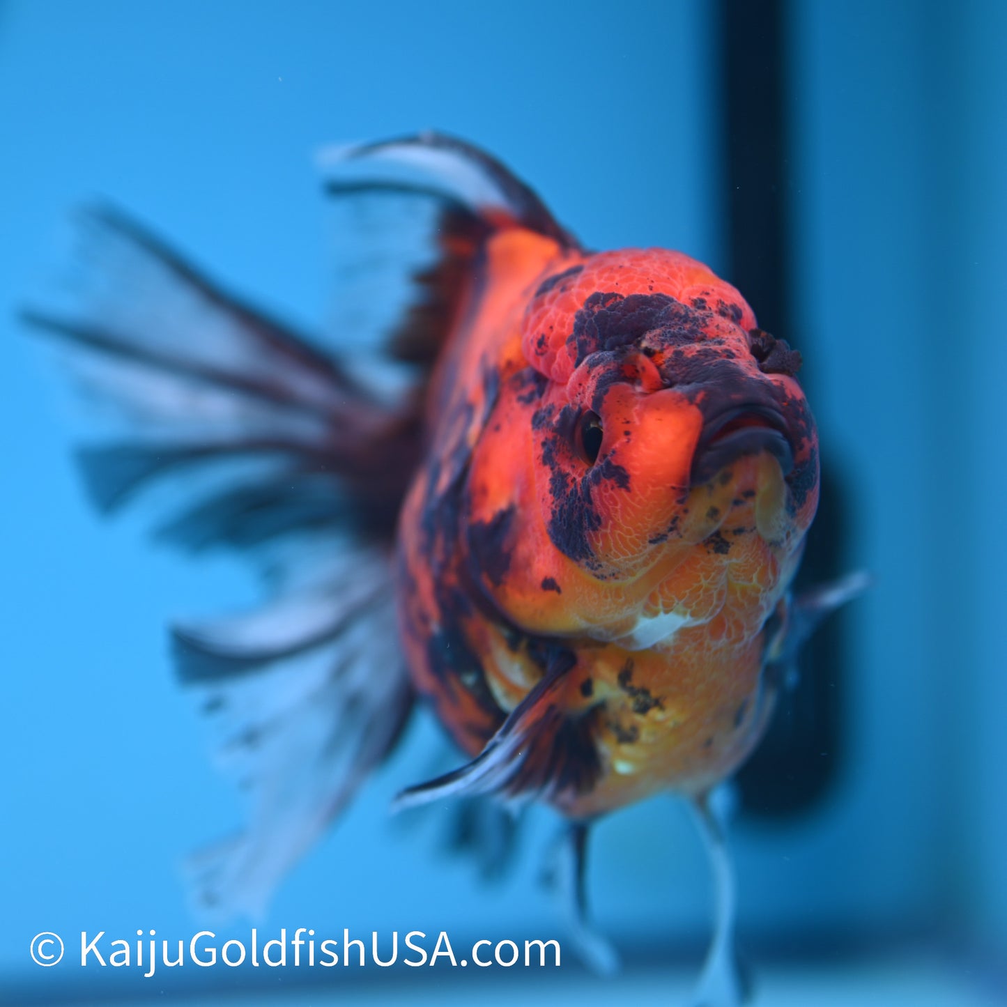 Tiger Rose Tail Oranda 5.5 inches(240426_OR2) - Kaiju Goldfish USA