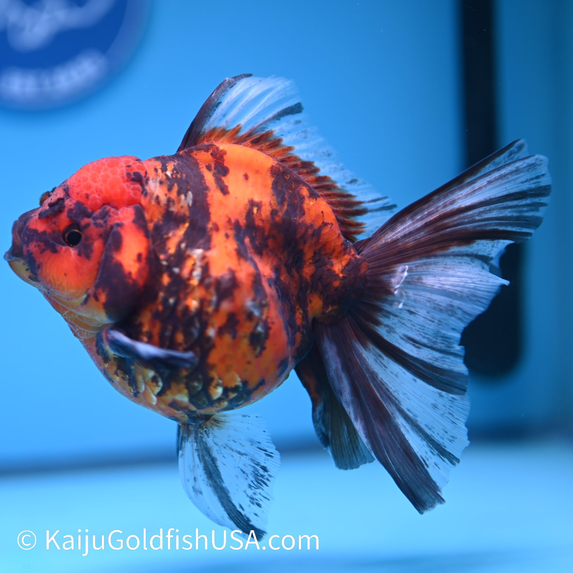 Tiger Rose Tail Oranda 5.5 inches(240426_OR2) - Kaiju Goldfish USA