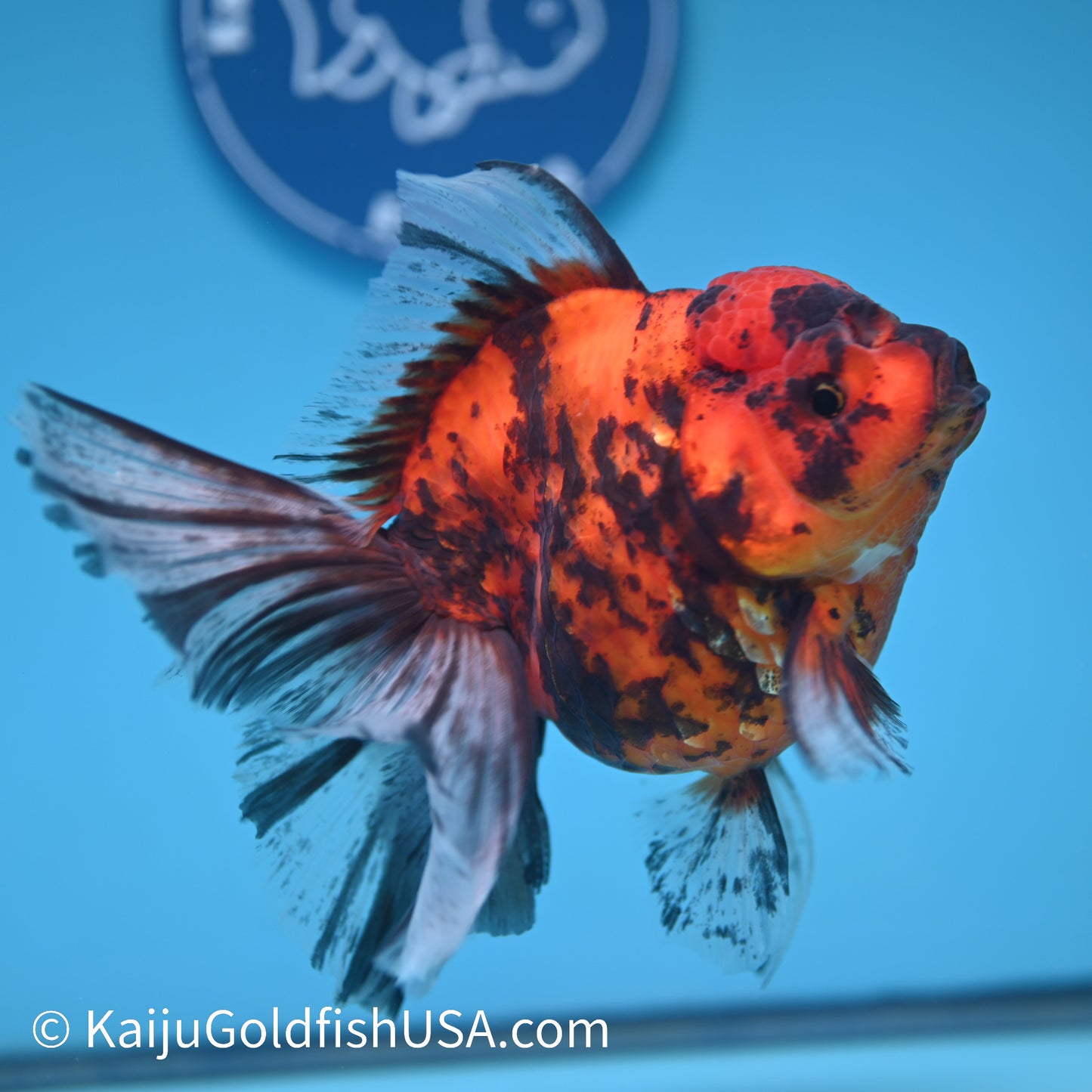 Tiger Rose Tail Oranda 5.5 inches(240426_OR2) - Kaiju Goldfish USA