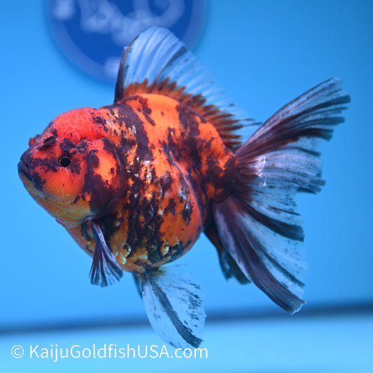 Tiger Rose Tail Oranda 5.5 inches(240426_OR2) - Kaiju Goldfish USA