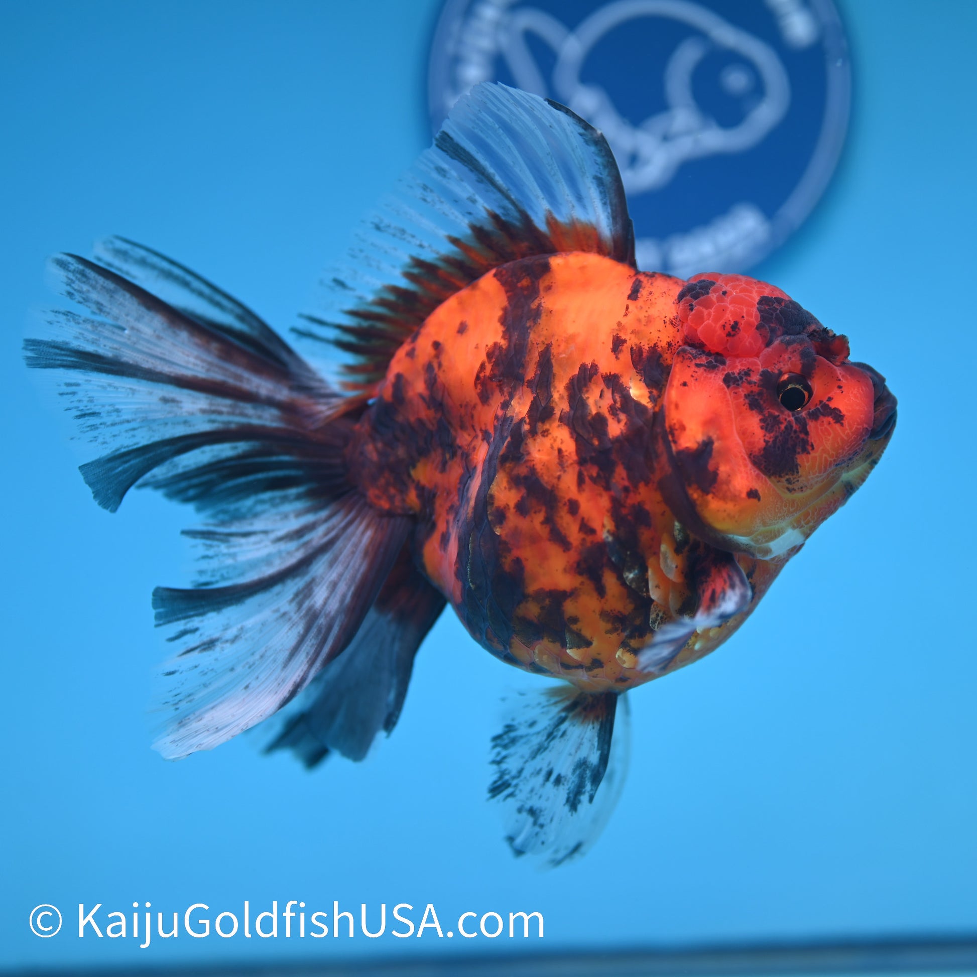 Tiger Rose Tail Oranda 5.5 inches(240426_OR2) - Kaiju Goldfish USA