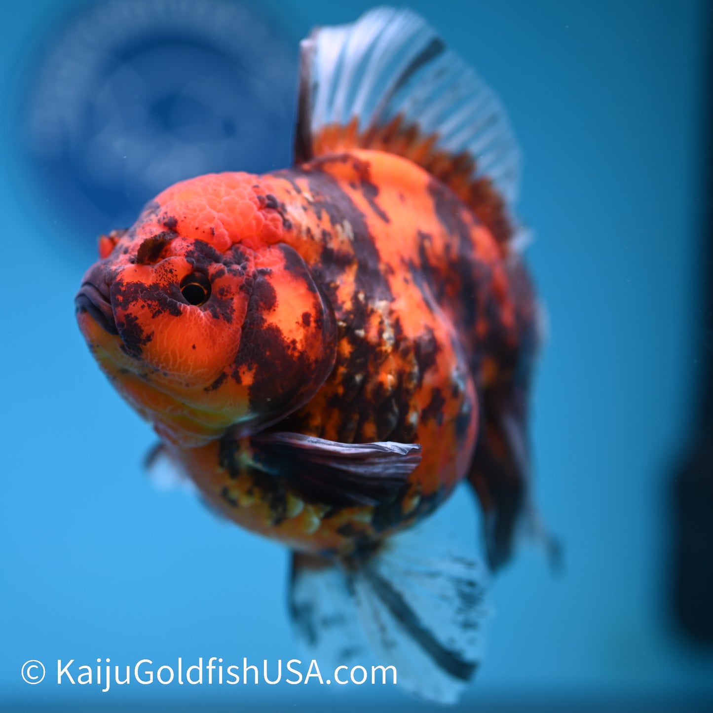 Tiger Rose Tail Oranda 5.5 inches(240426_OR2) - Kaiju Goldfish USA