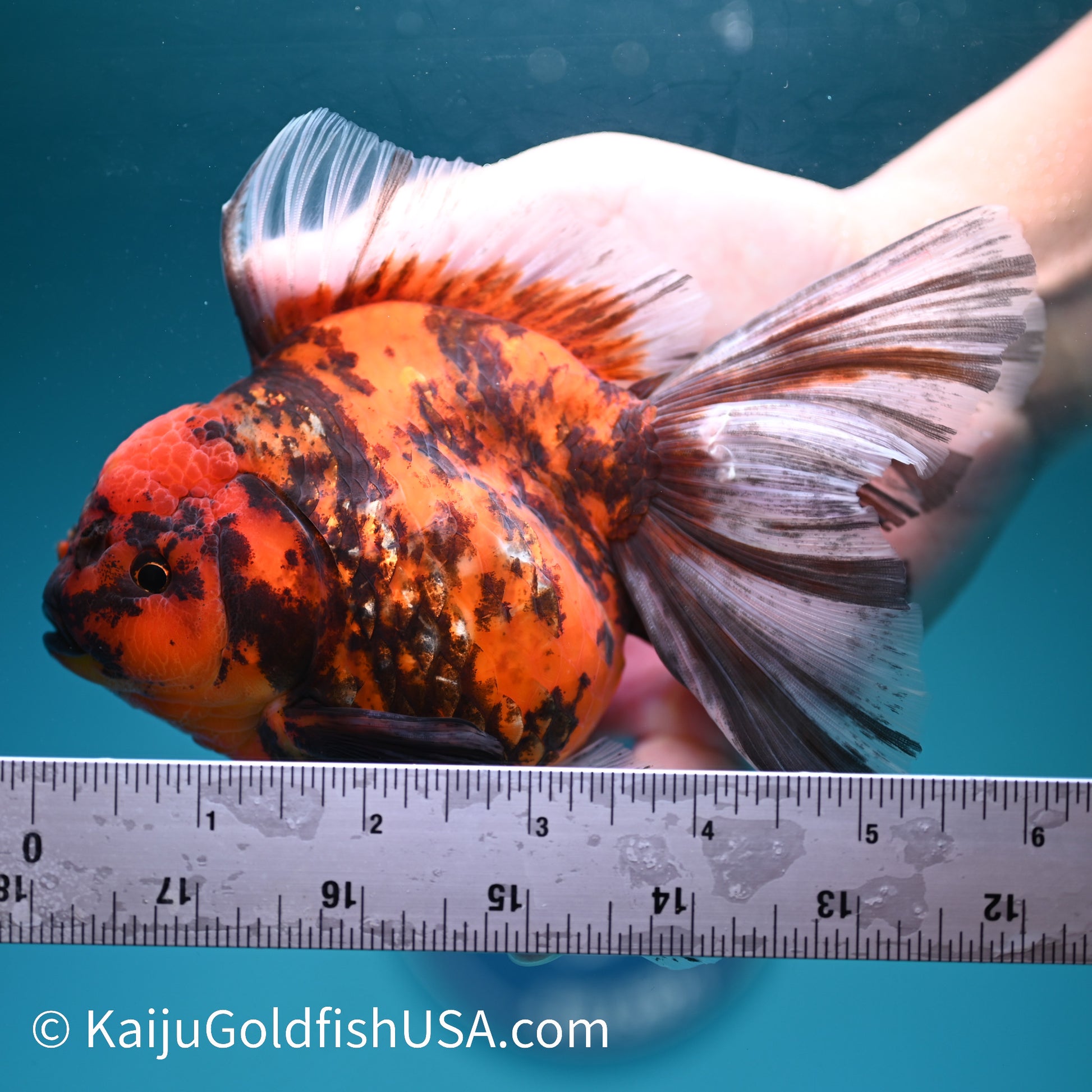 Tiger Rose Tail Oranda 5.5 inches(240426_OR2) - Kaiju Goldfish USA