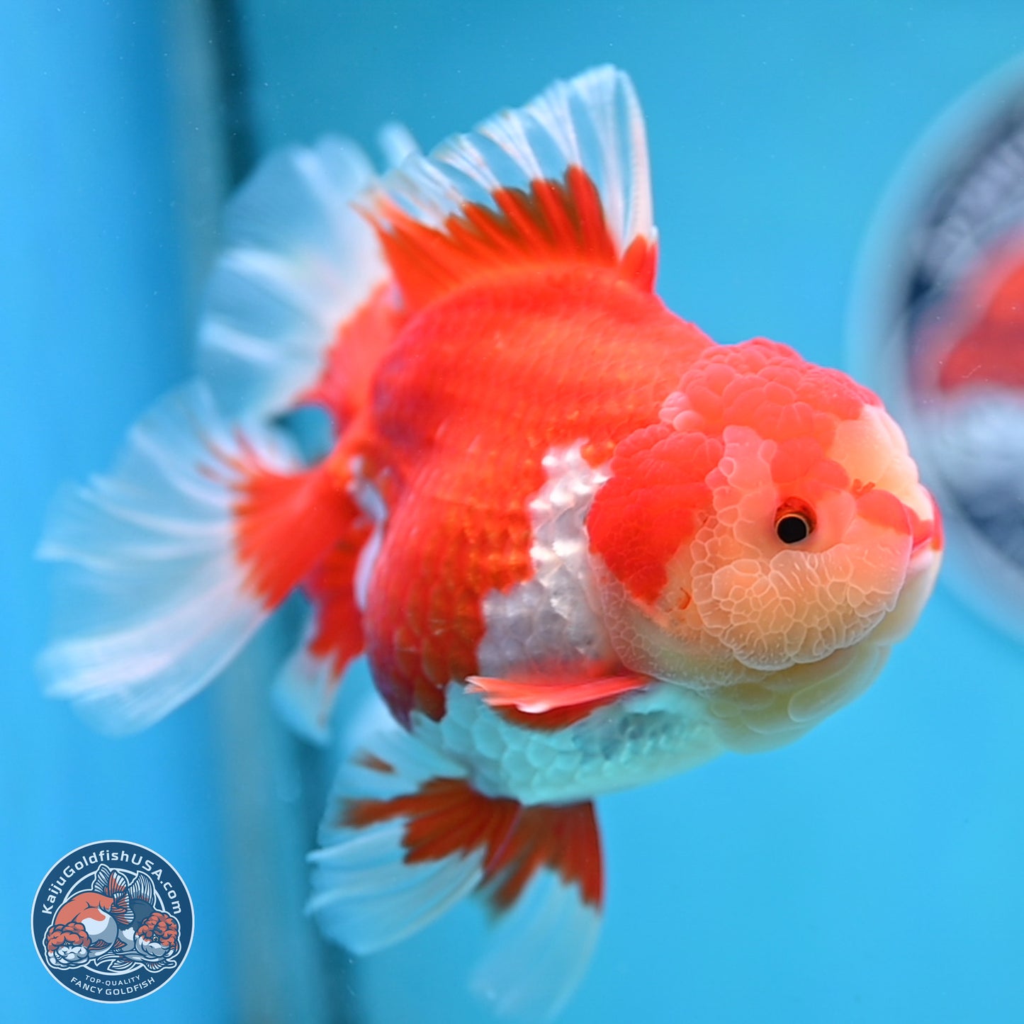 Jade Head Rose Tail Red White Oranda 4 inches Body - Female (250207_OR30)