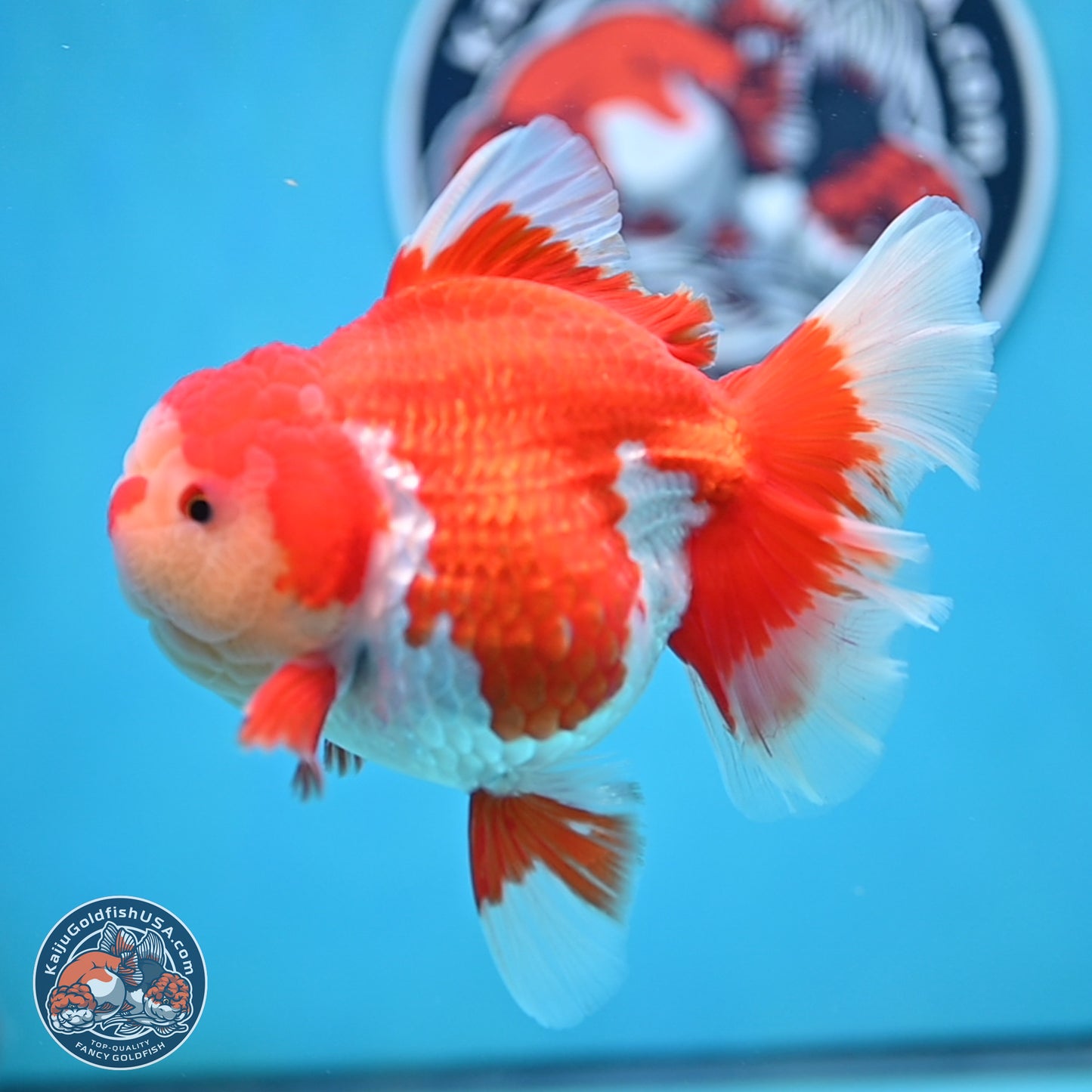 Jade Head Rose Tail Red White Oranda 4 inches Body - Female (250207_OR30)