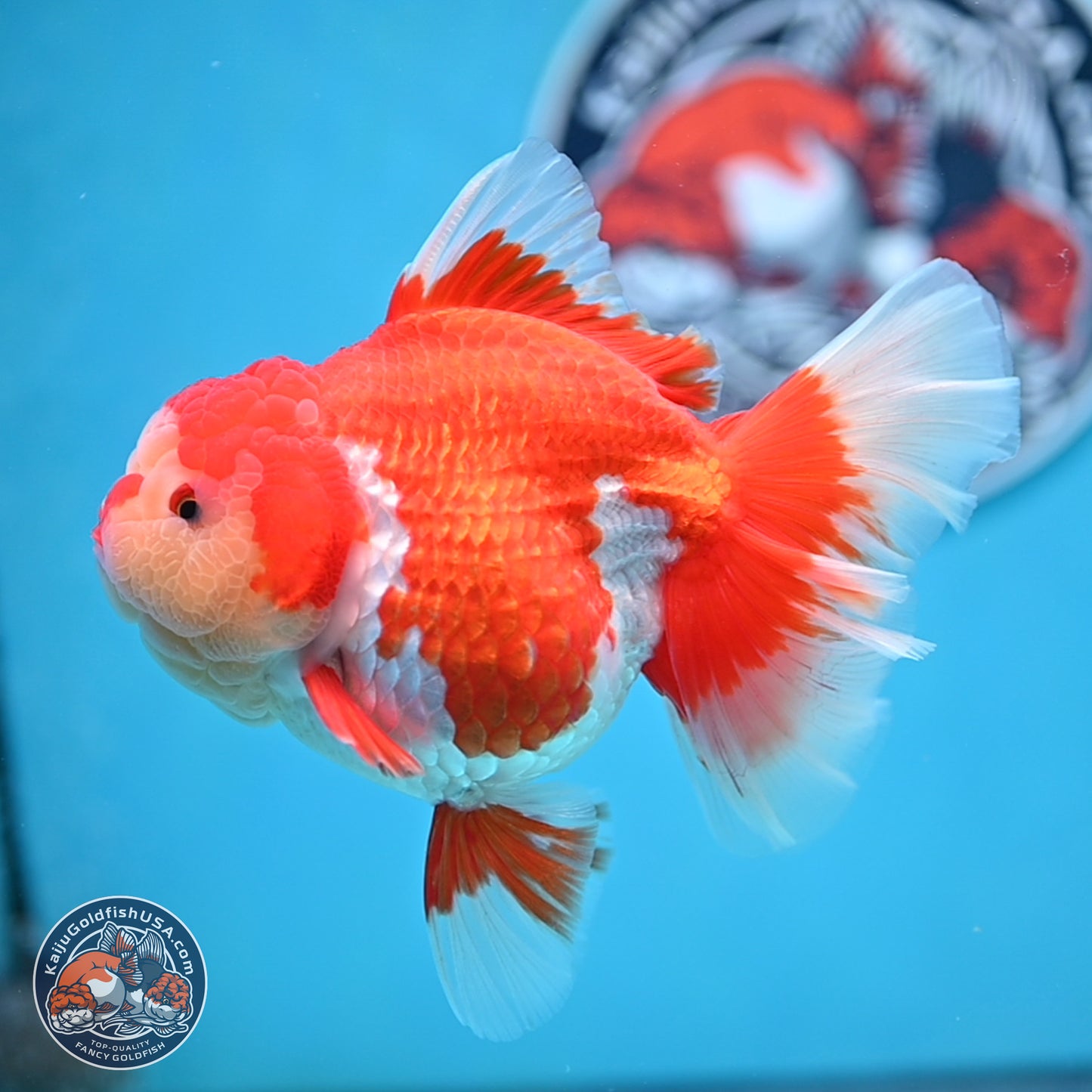 Jade Head Rose Tail Red White Oranda 4 inches Body - Female (250207_OR30)