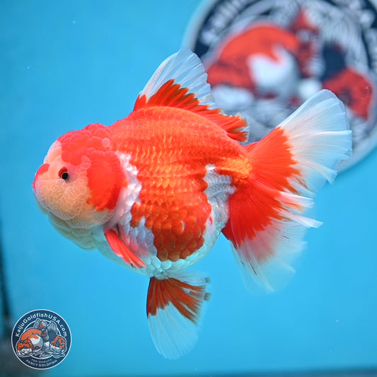 Jade Head Rose Tail Red White Oranda 4 inches Body - Female (250207_OR30)