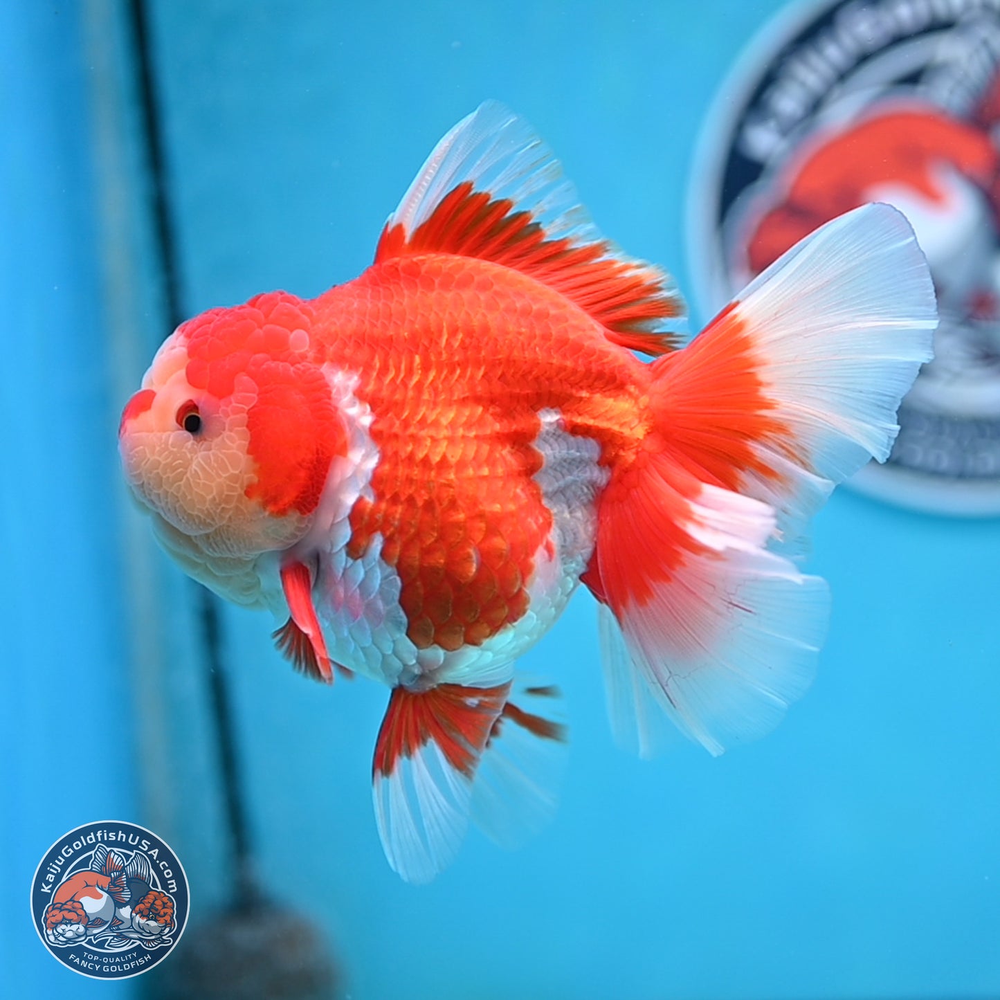 Jade Head Rose Tail Red White Oranda 4 inches Body - Female (250207_OR30)
