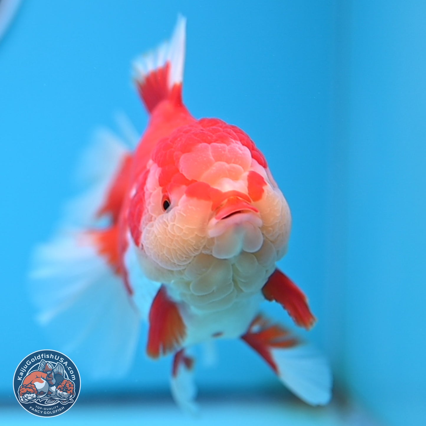 Jade Head Rose Tail Red White Oranda 4 inches Body - Female (250207_OR30)