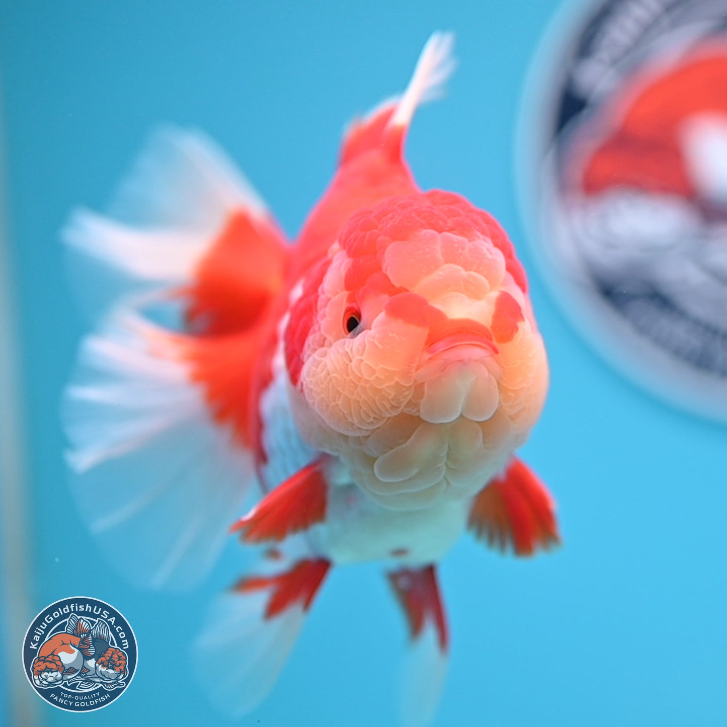 Jade Head Rose Tail Red White Oranda 4 inches Body - Female (250207_OR30)