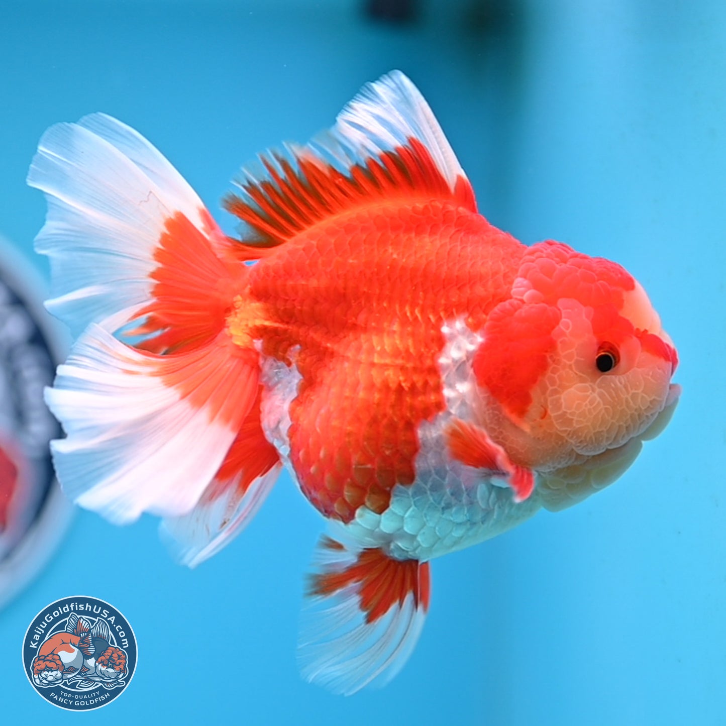 Jade Head Rose Tail Red White Oranda 4 inches Body - Female (250207_OR30)