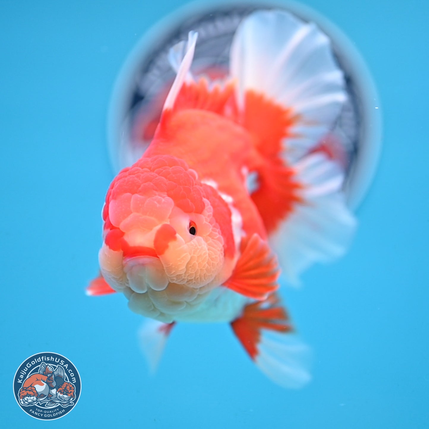 Jade Head Rose Tail Red White Oranda 4 inches Body - Female (250207_OR30)