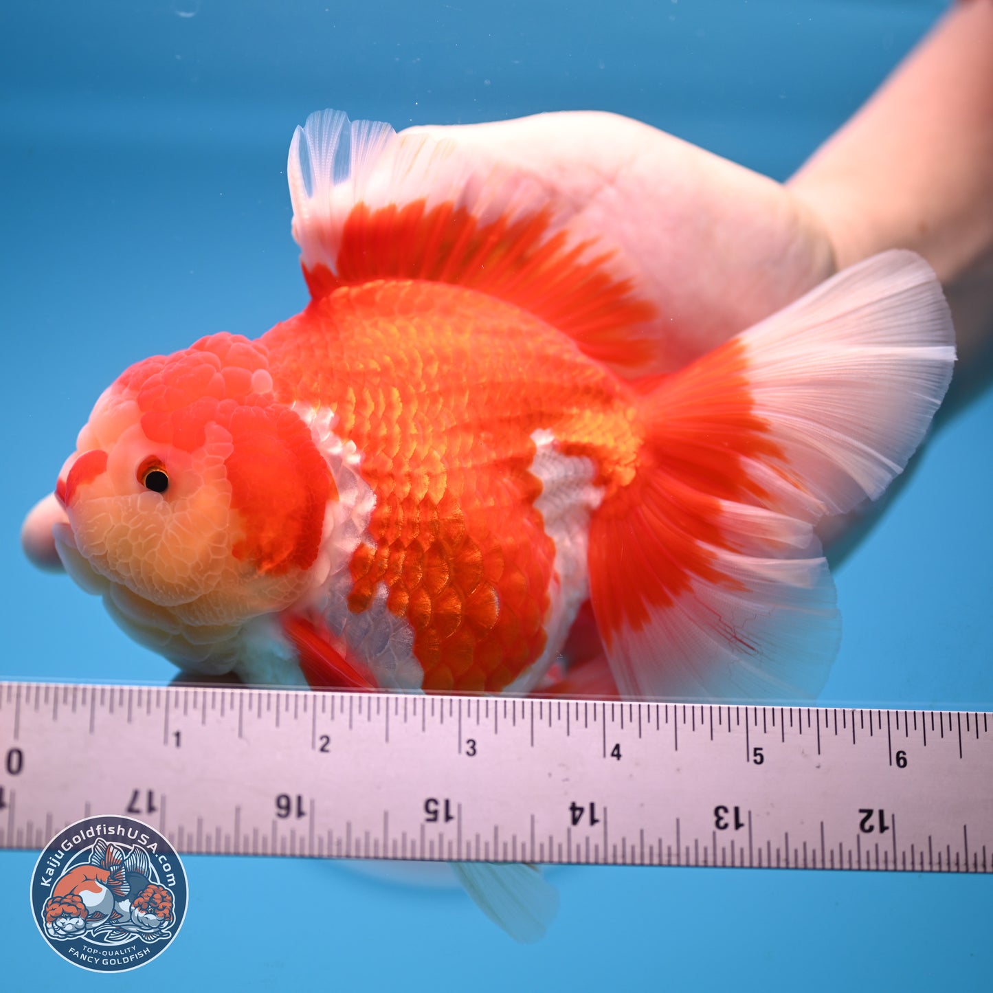 Jade Head Rose Tail Red White Oranda 4 inches Body - Female (250207_OR30)