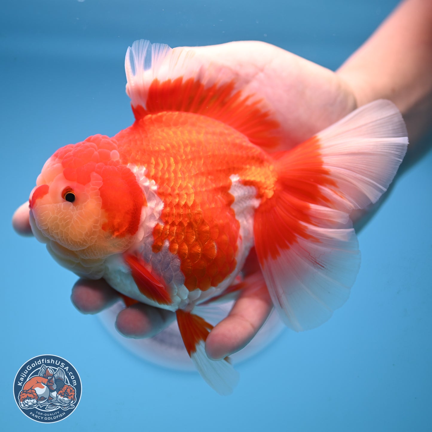 Jade Head Rose Tail Red White Oranda 4 inches Body - Female (250207_OR30)