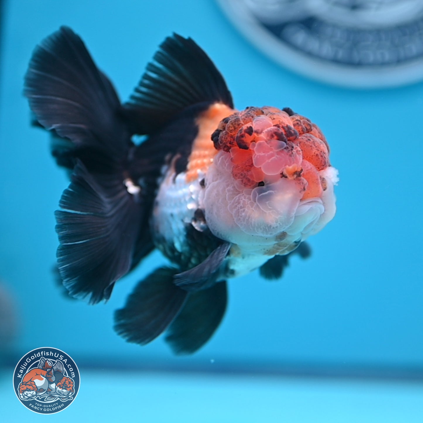 Tricolor Butterfly Tail Oranda 4.75 inches (241018_OR30)