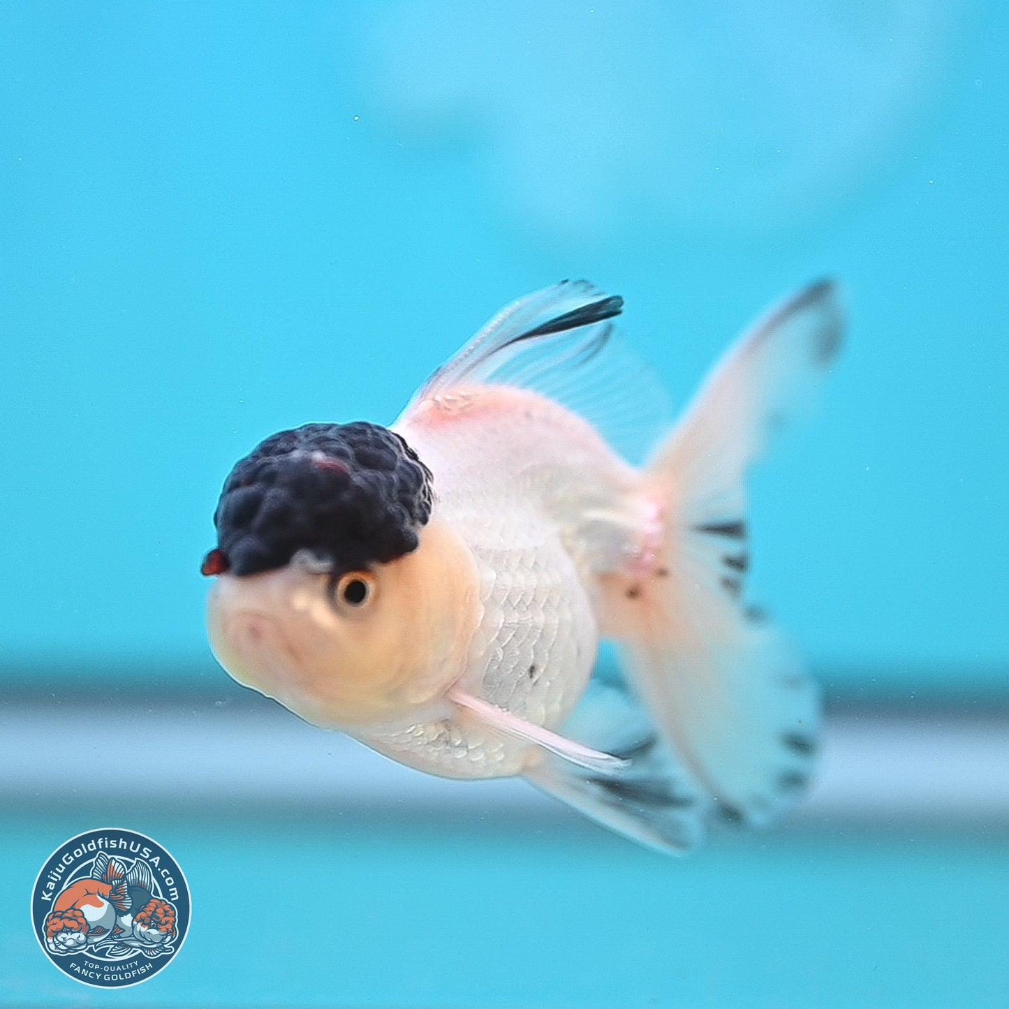 Black Cap Panda Oranda 2.5 inches Body (250131_OR30)