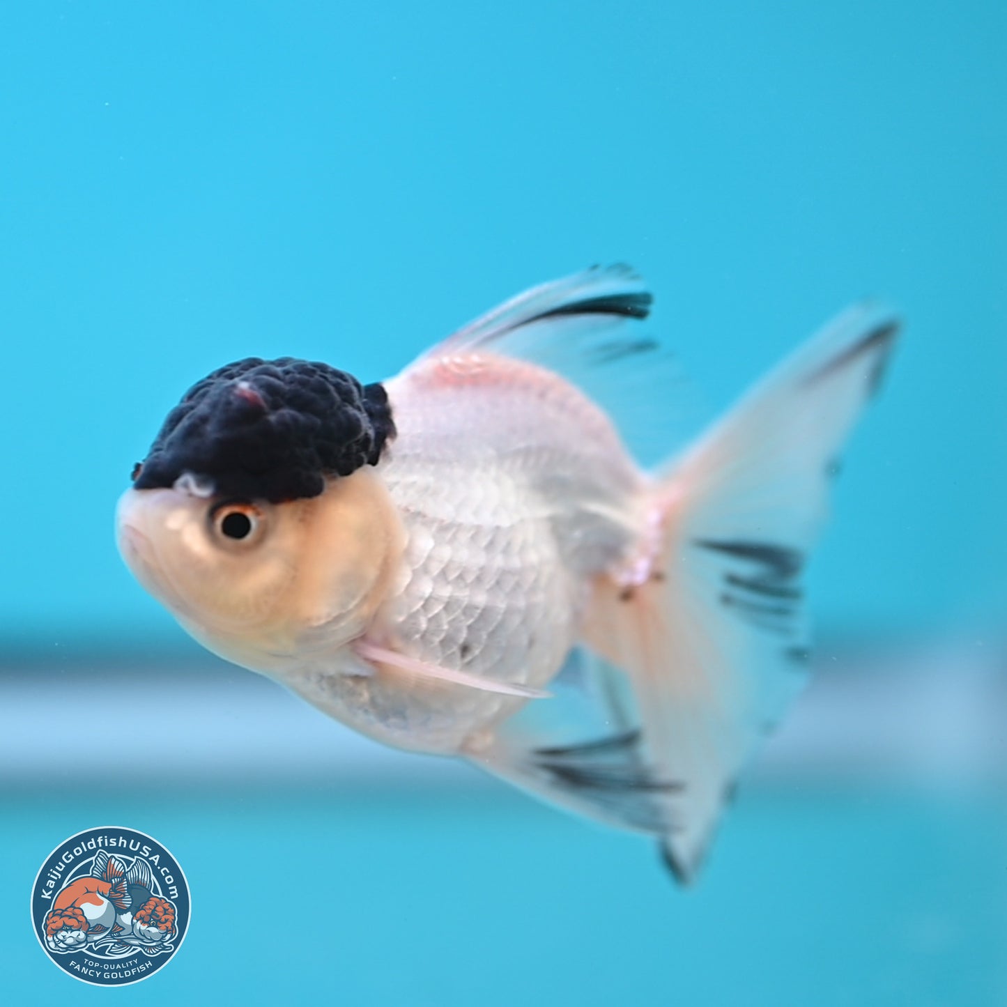 Black Cap Panda Oranda 2.5 inches Body (250131_OR30)