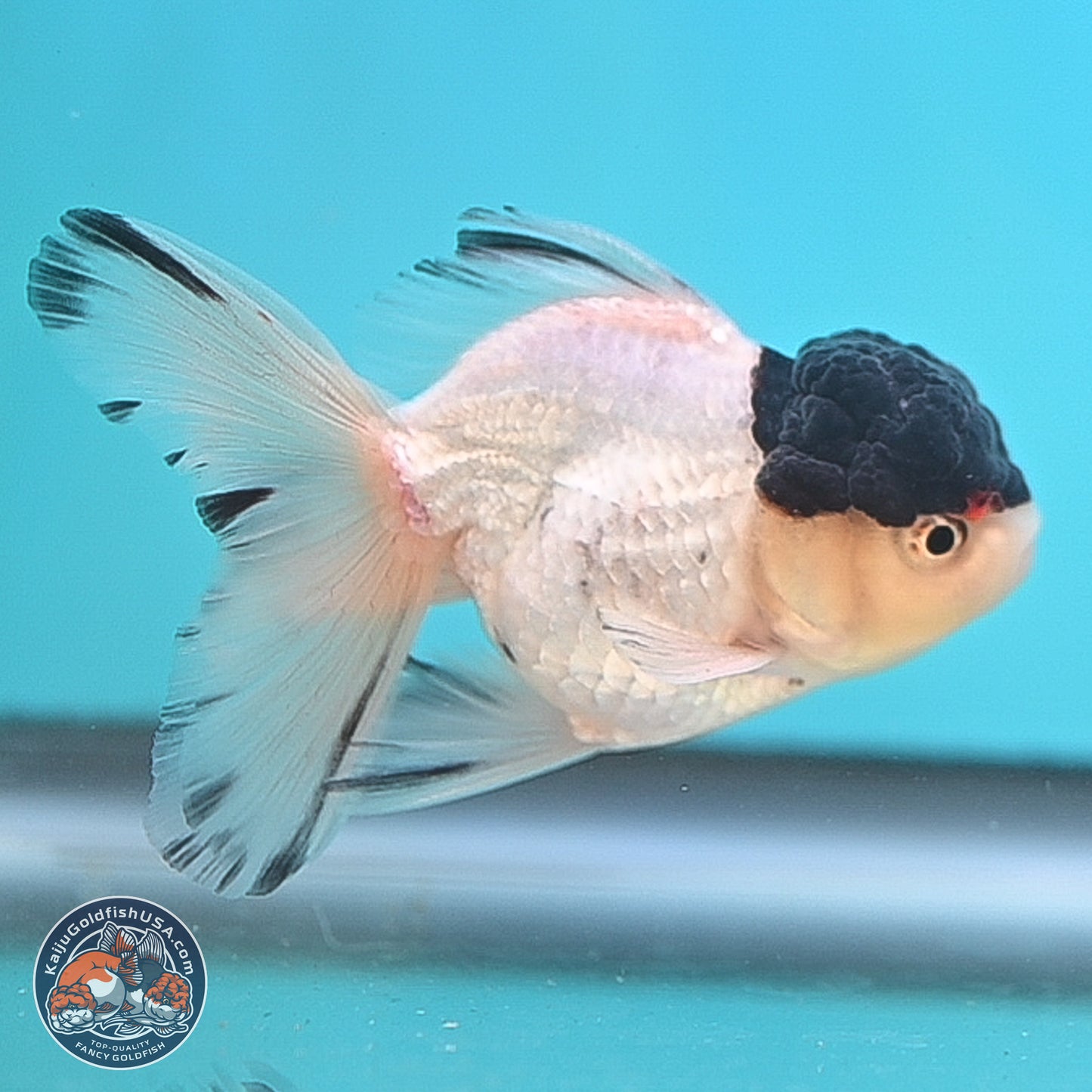 Black Cap Panda Oranda 2.5 inches Body (250131_OR30)