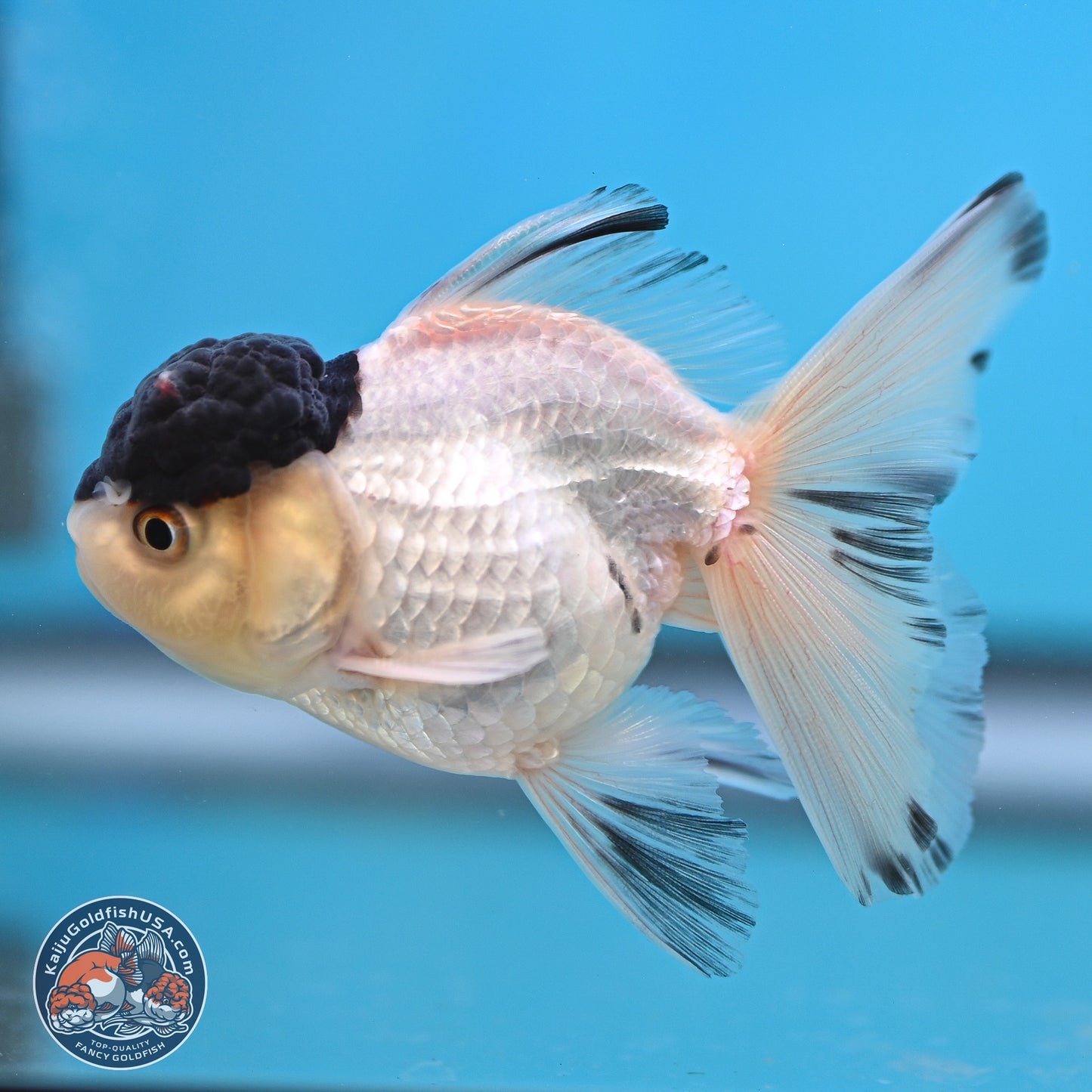 Black Cap Panda Oranda 2.5 inches Body (250131_OR30)