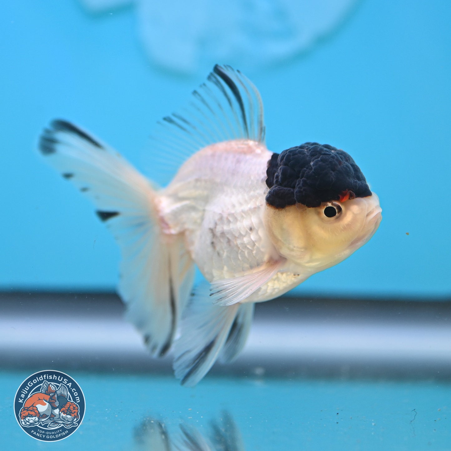 Black Cap Panda Oranda 2.5 inches Body (250131_OR30)