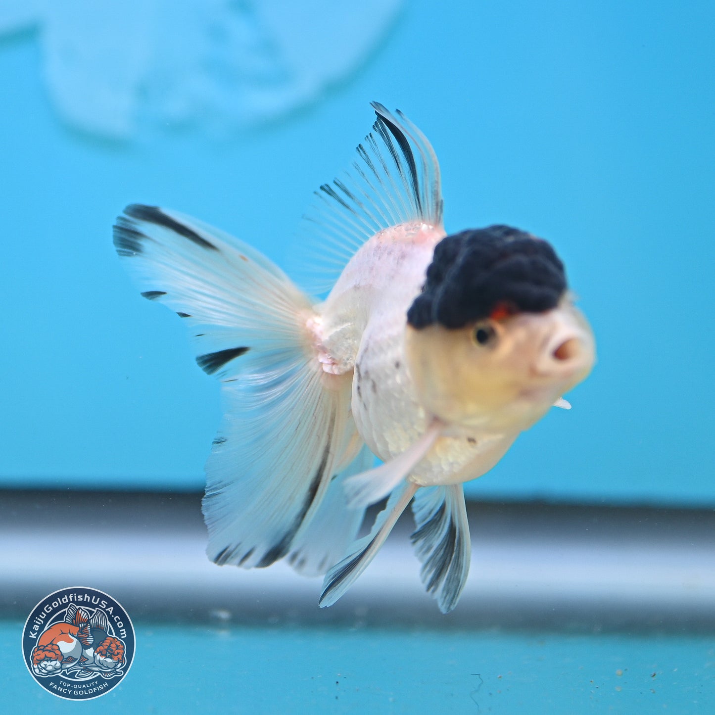 Black Cap Panda Oranda 2.5 inches Body (250131_OR30)