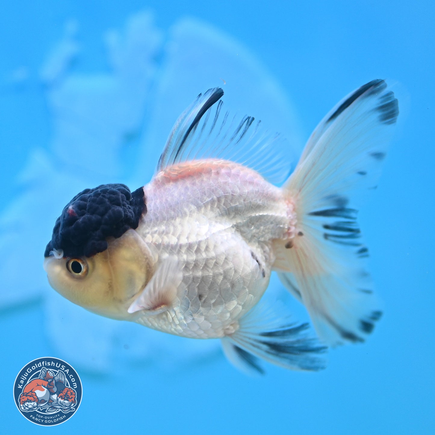 Black Cap Panda Oranda 2.5 inches Body (250131_OR30)