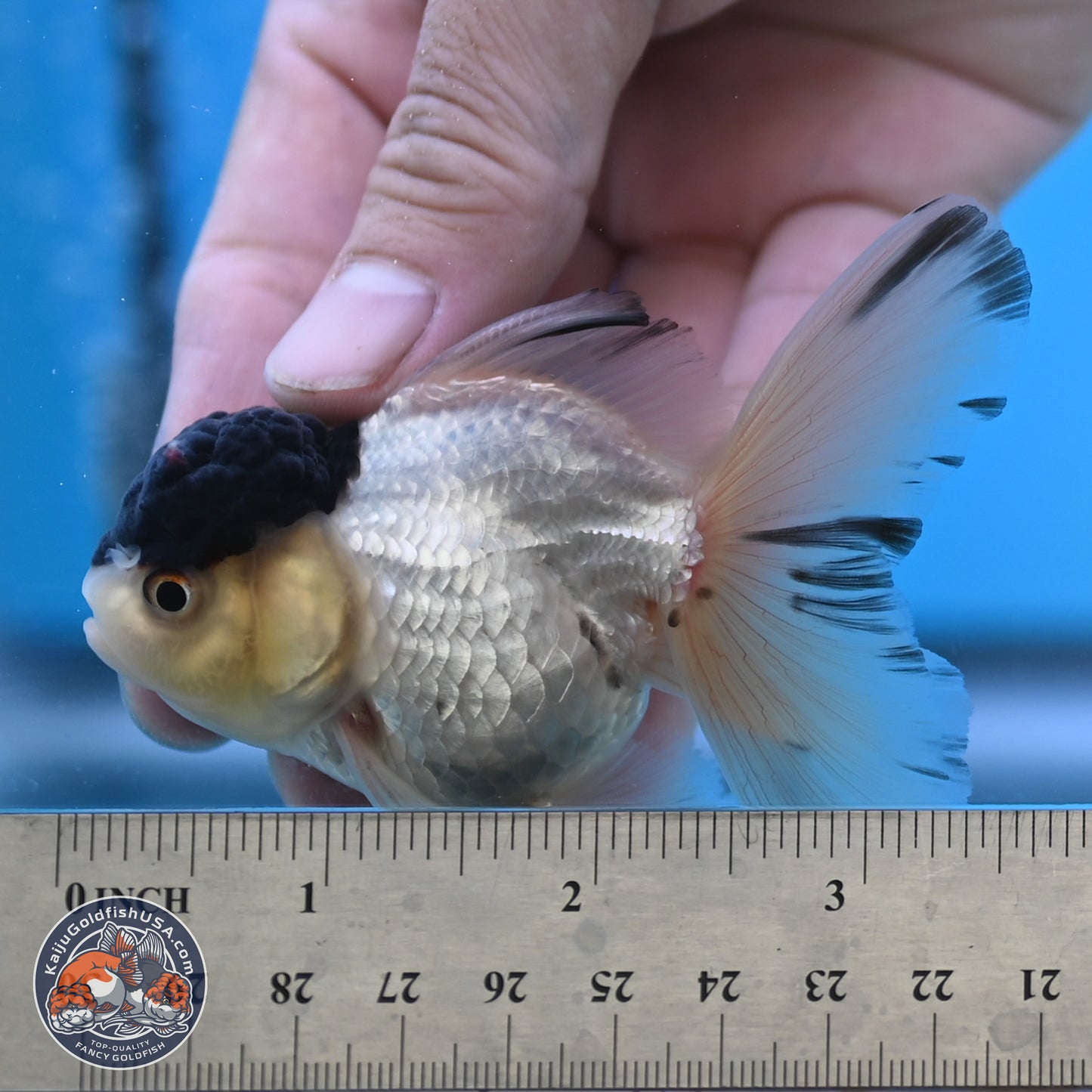 Black Cap Panda Oranda 2.5 inches Body (250131_OR30)