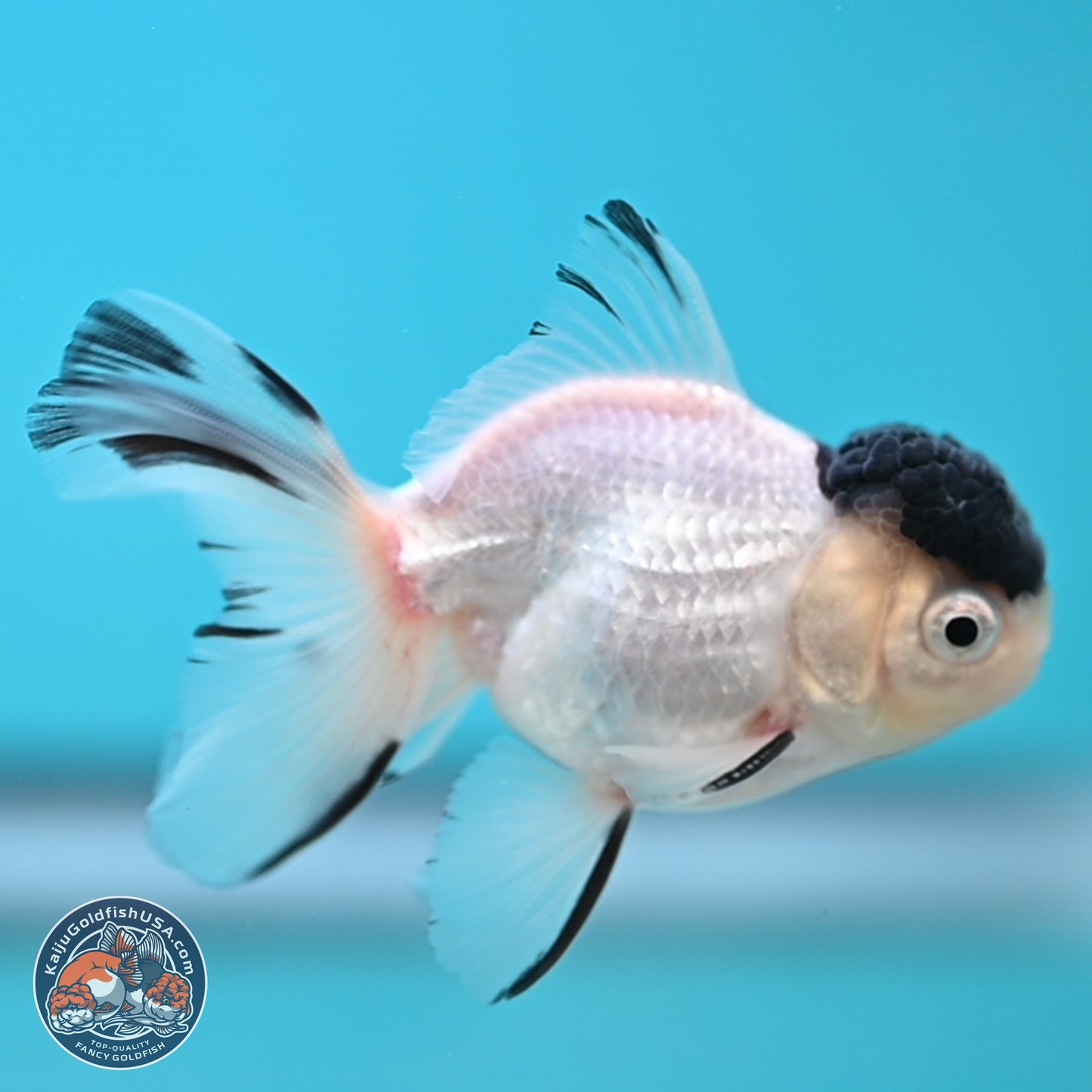 Black Cap Panda Oranda 2.5 inches Body (250131_OR31)