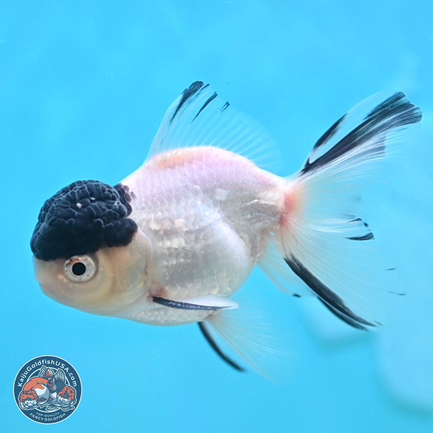 Black Cap Panda Oranda 2.5 inches Body (250131_OR31)