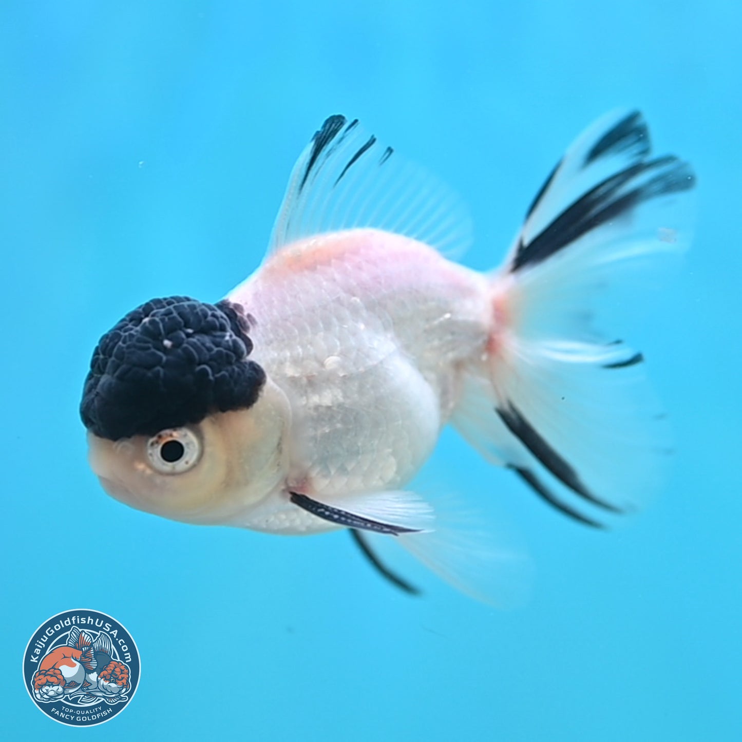 Black Cap Panda Oranda 2.5 inches Body (250131_OR31)