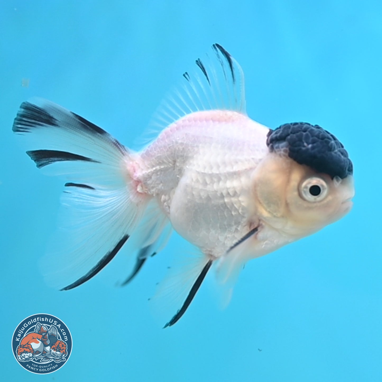 Black Cap Panda Oranda 2.5 inches Body (250131_OR31)