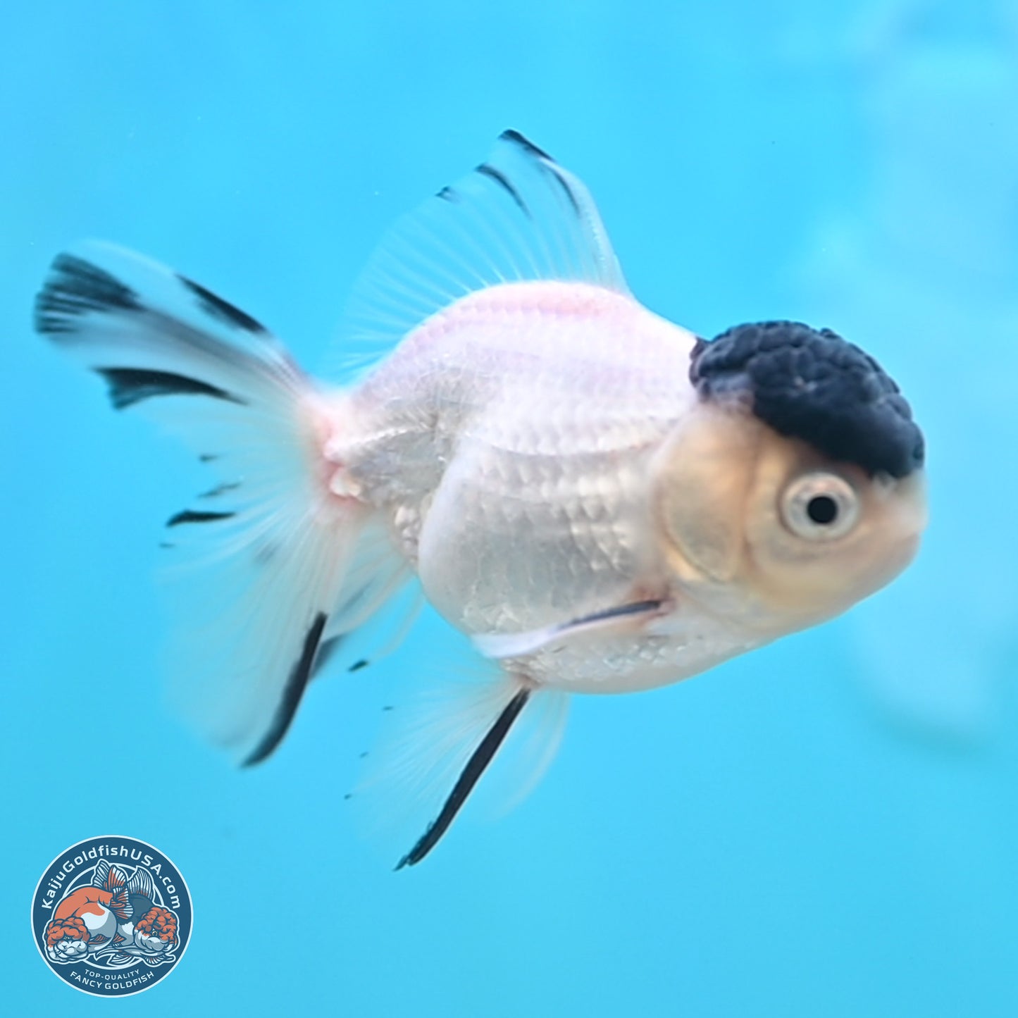 Black Cap Panda Oranda 2.5 inches Body (250131_OR31)