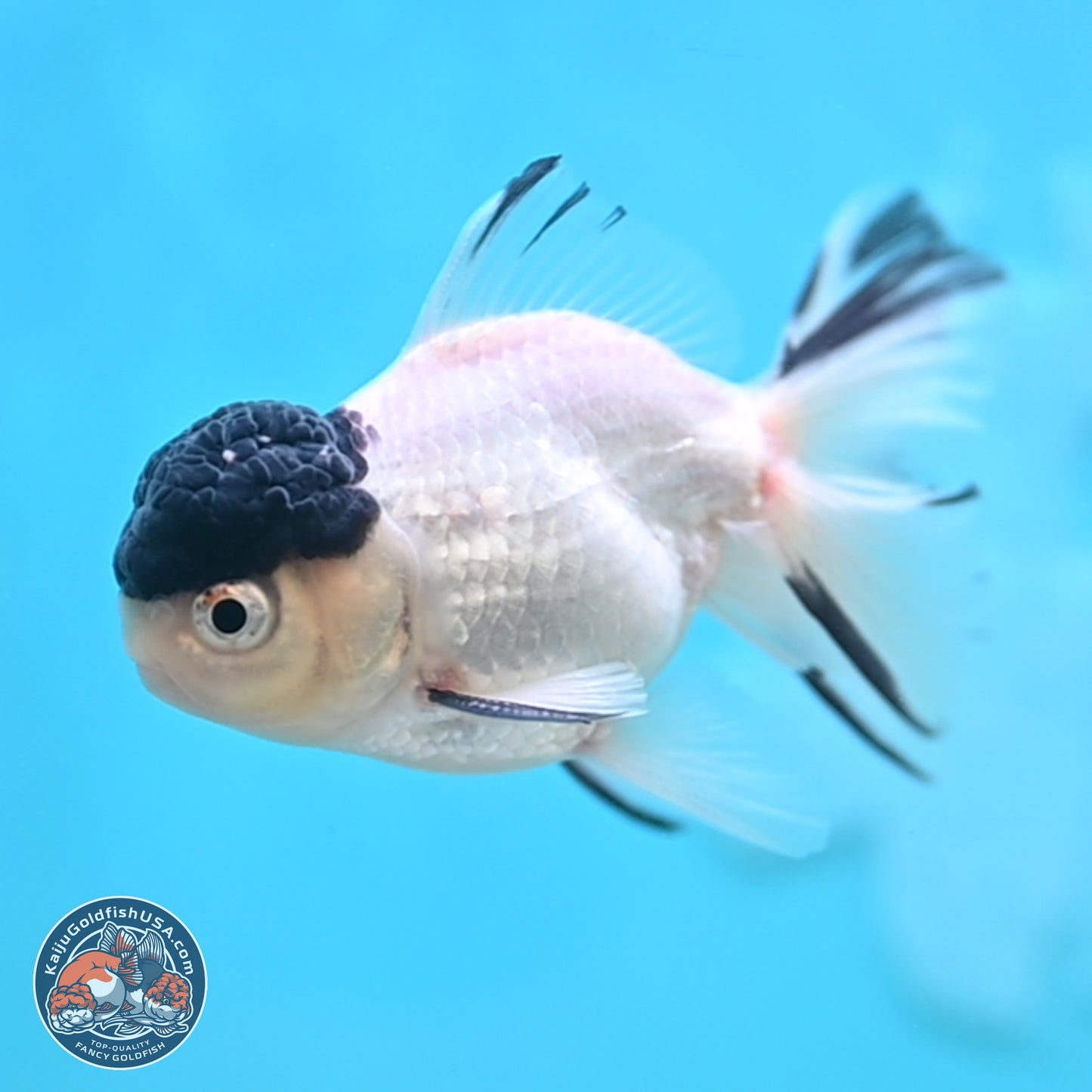 Black Cap Panda Oranda 2.5 inches Body (250131_OR31)