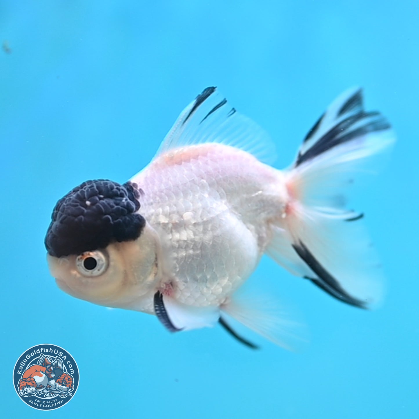 Black Cap Panda Oranda 2.5 inches Body (250131_OR31)