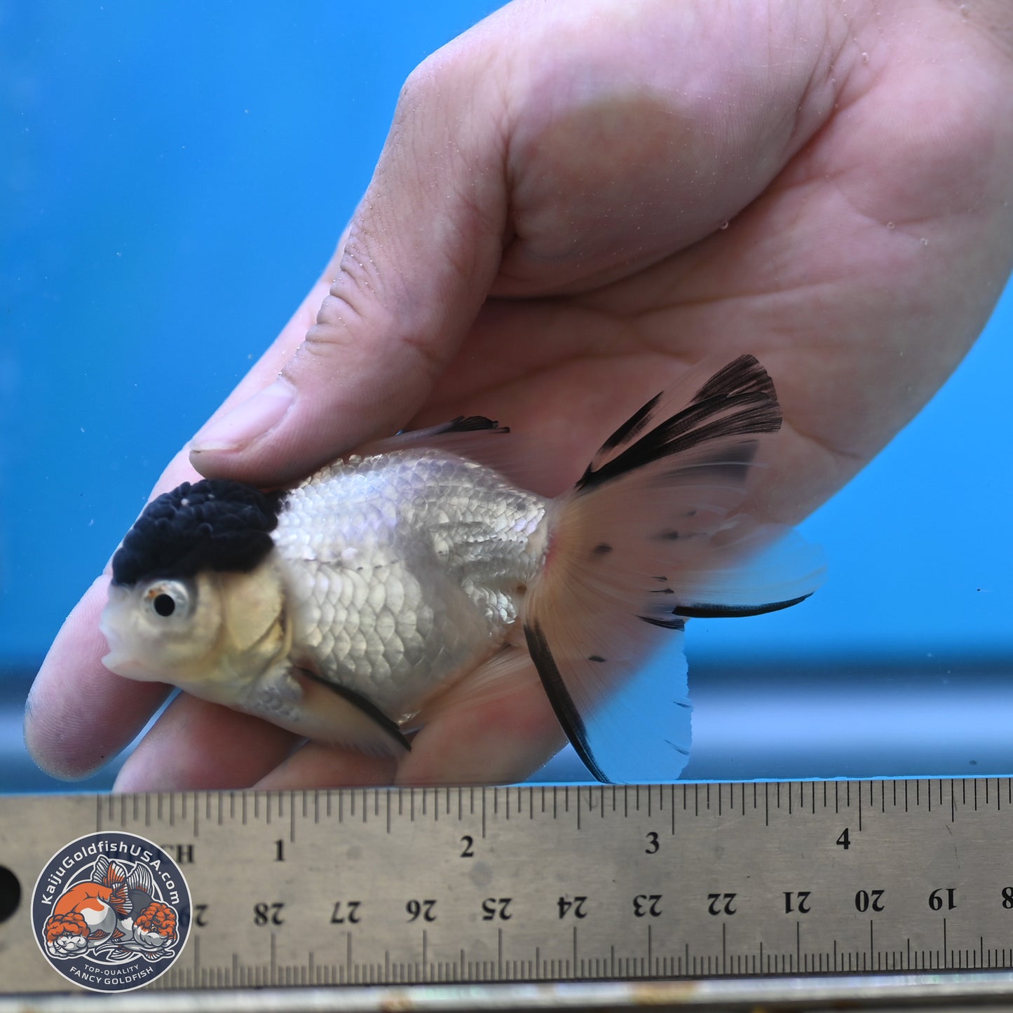 Black Cap Panda Oranda 2.5 inches Body (250131_OR31)