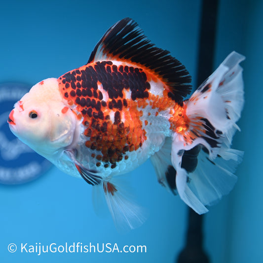 Jumbo Tricolor Rose Tail Oranda 7.5 inches(240426_OR3) - Kaiju Goldfish USA