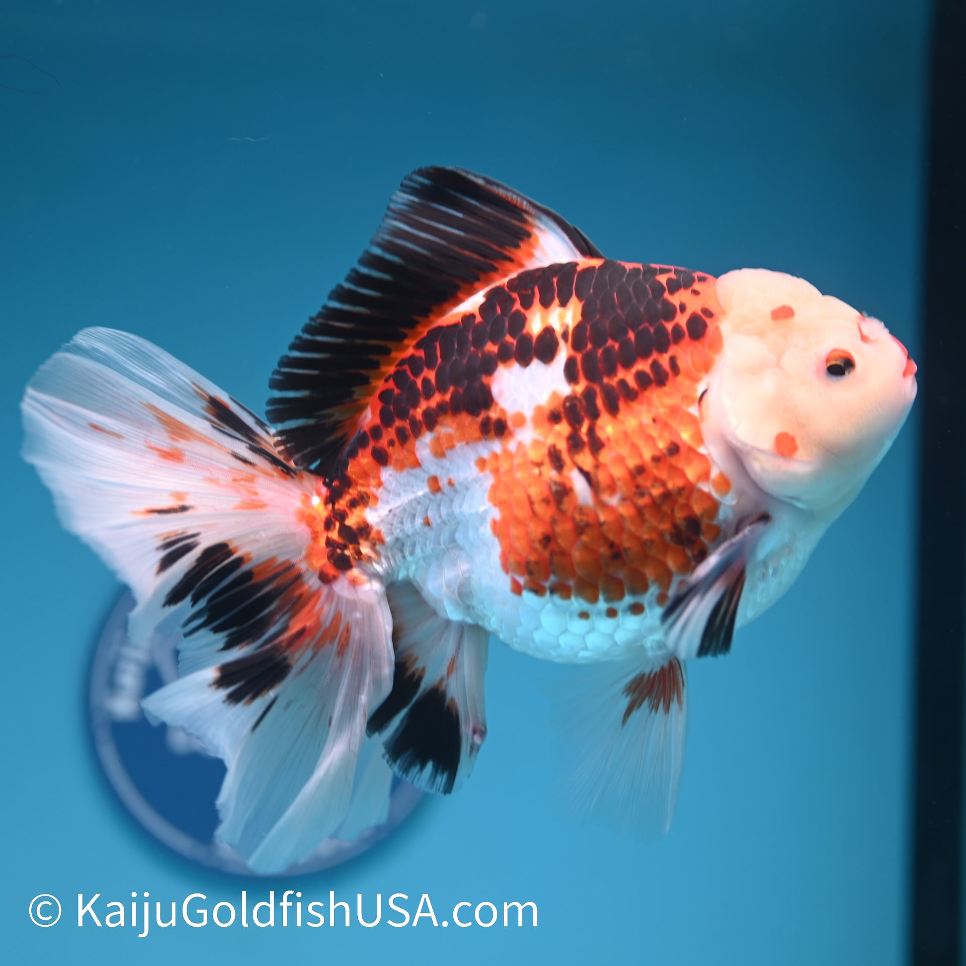 Jumbo Tricolor Rose Tail Oranda 7.5 inches(240426_OR3) - Kaiju Goldfish USA