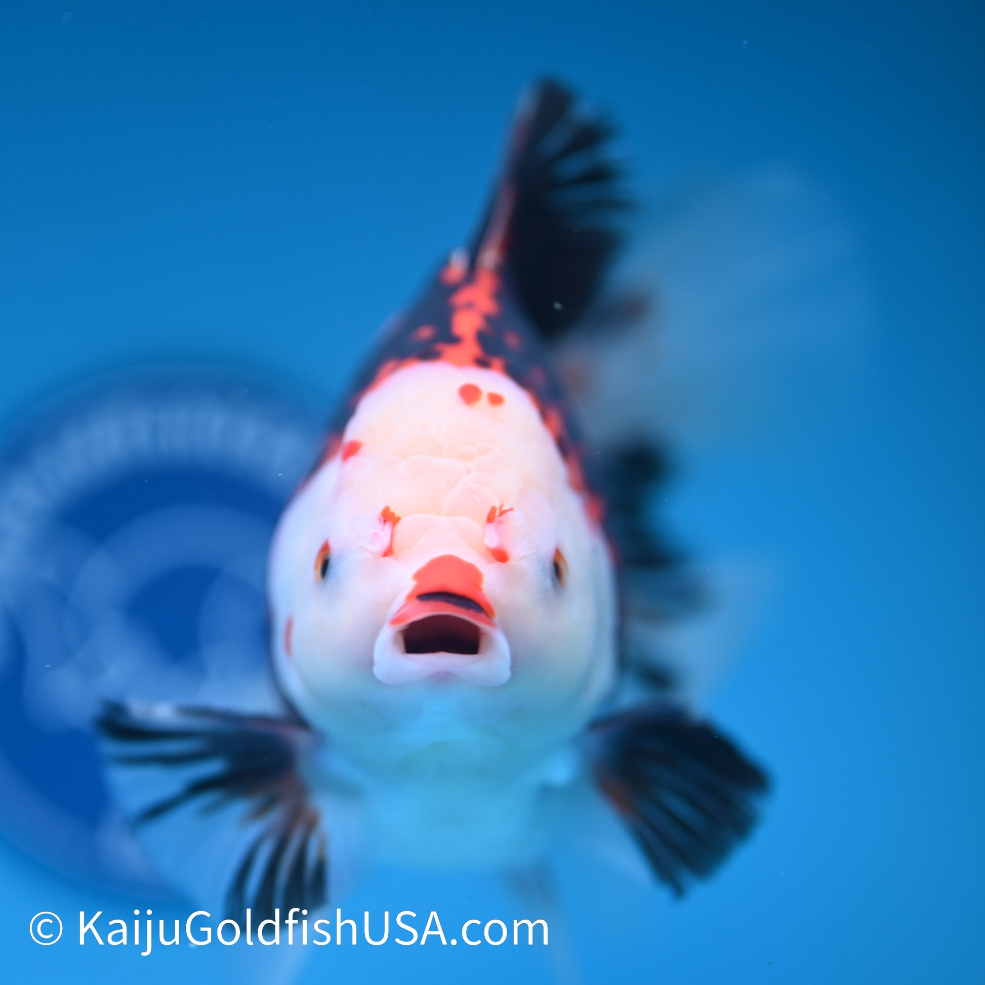 Jumbo Tricolor Rose Tail Oranda 7.5 inches(240426_OR3) - Kaiju Goldfish USA