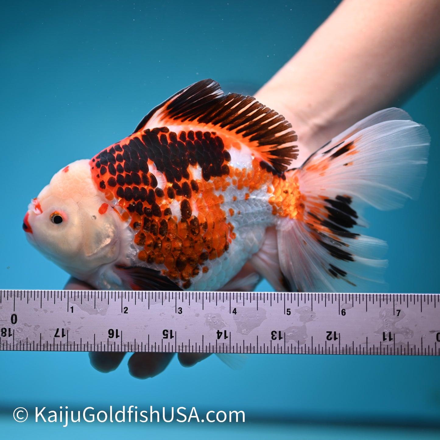 Jumbo Tricolor Rose Tail Oranda 7.5 inches(240426_OR3) - Kaiju Goldfish USA