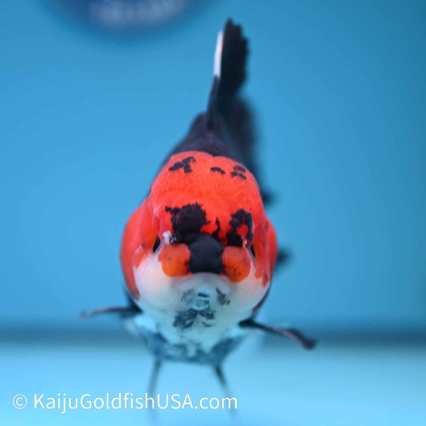 Jumbo Tricolor Rose Tail Oranda 6.5 inches(240426_OR4) - Kaiju Goldfish USA