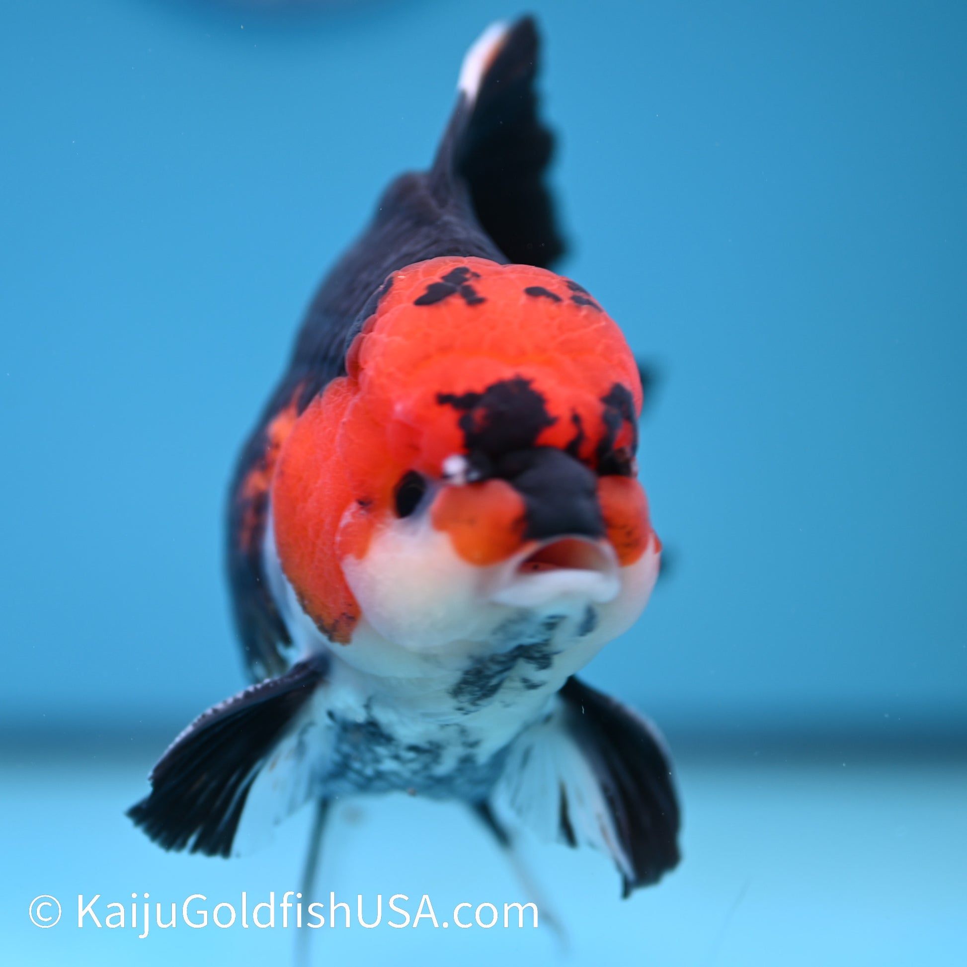 Jumbo Tricolor Rose Tail Oranda 6.5 inches(240426_OR4) - Kaiju Goldfish USA