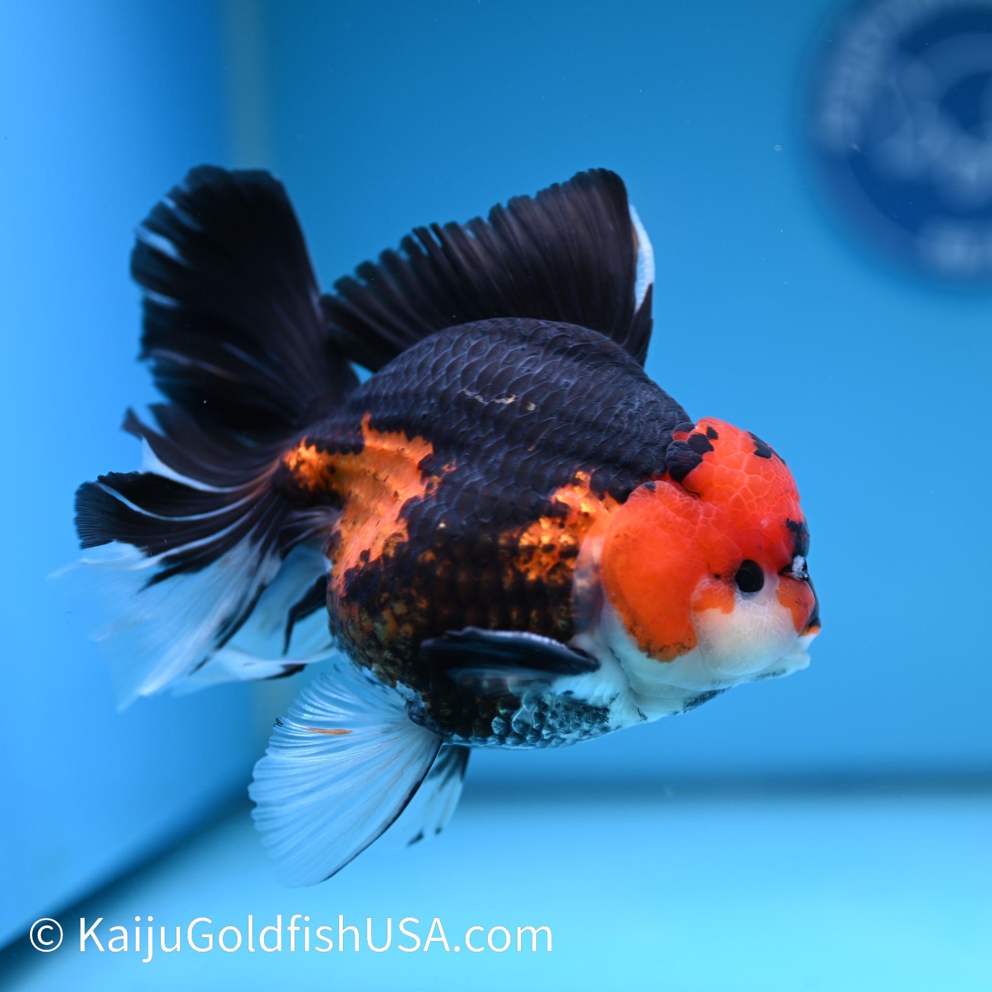 Jumbo Tricolor Rose Tail Oranda 6.5 inches(240426_OR4) - Kaiju Goldfish USA